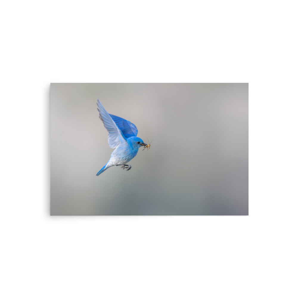 Mountain Bluebird with prey! Photo paper poster - Image 2