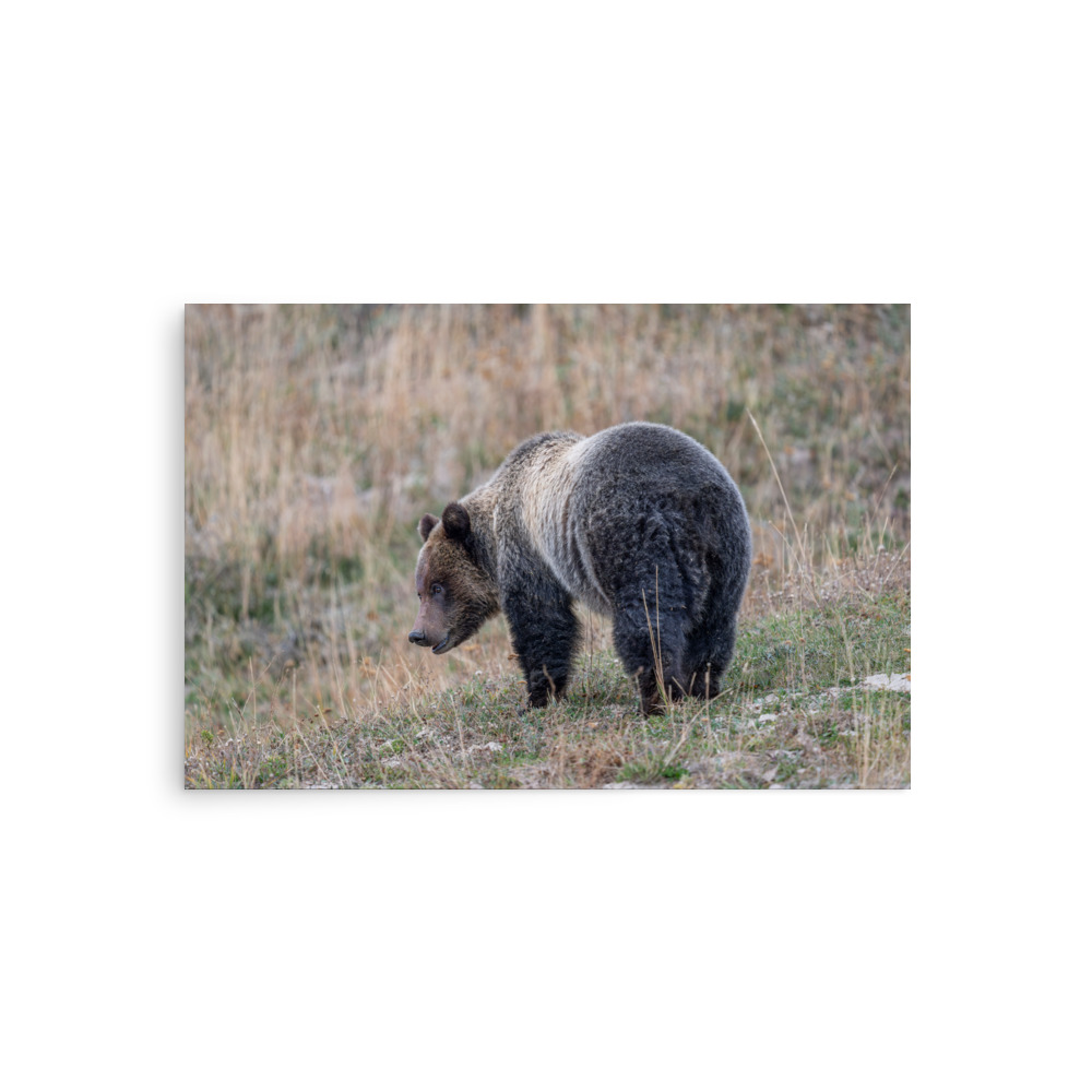 Grizzly of yellowstone! Photo paper poster - Image 2
