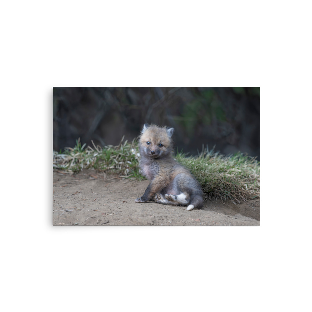 Guarding Den Baby Red fox! Photo paper poster - Image 2