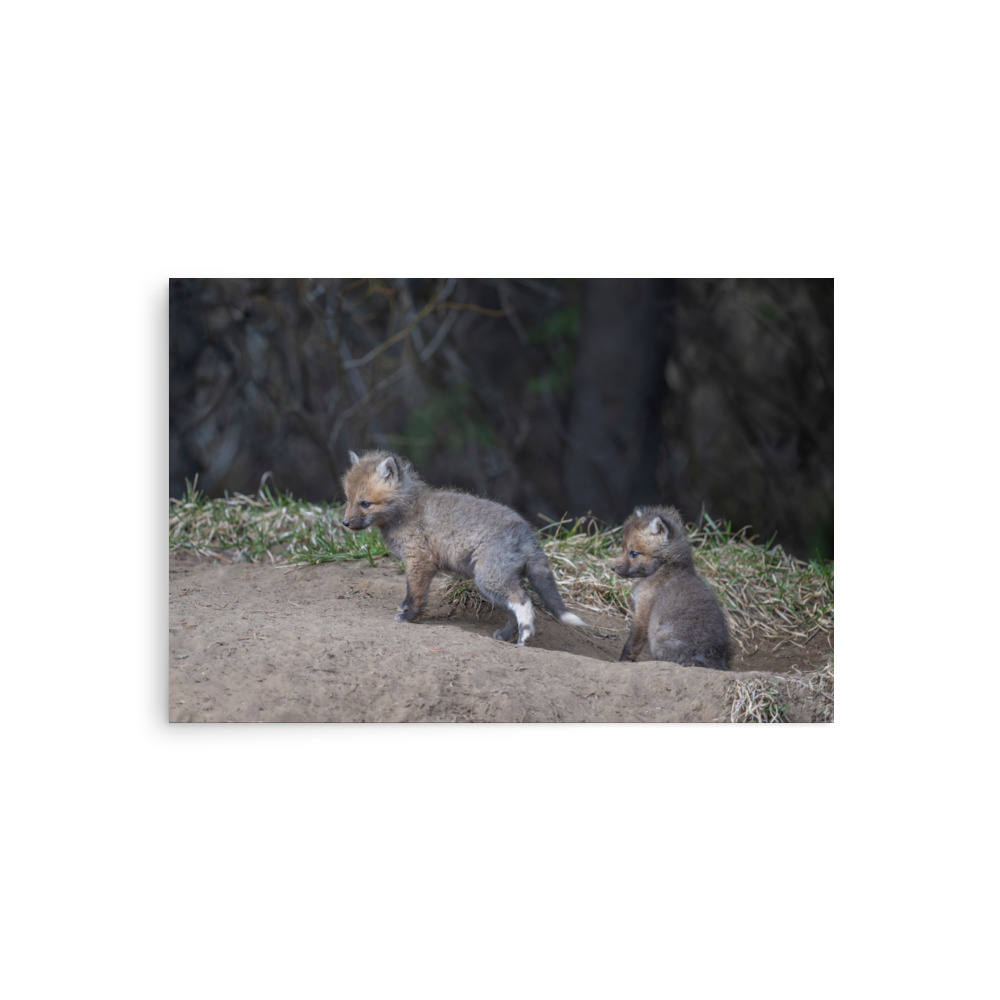 Play Time Baby Red fox! Photo paper poster - Image 2