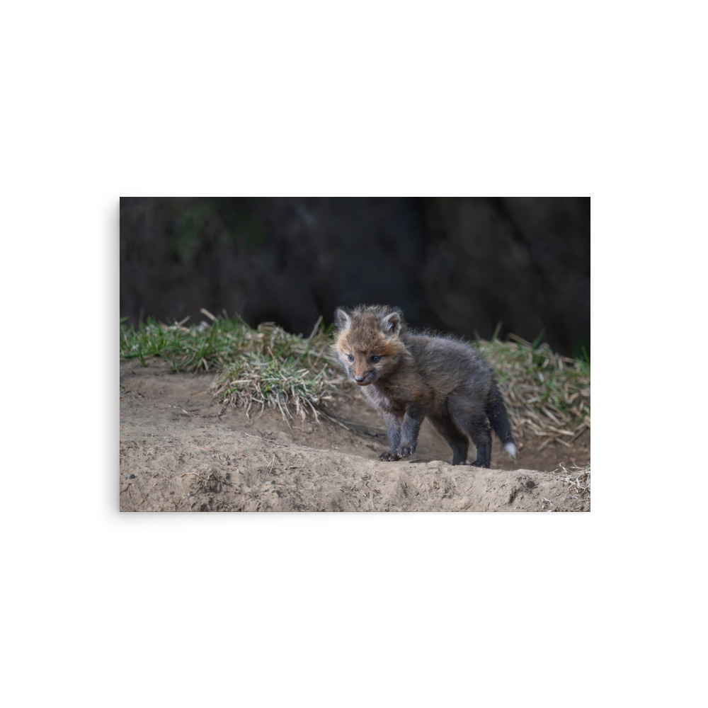 Just checking Baby Red fox! Photo paper poster - Image 2