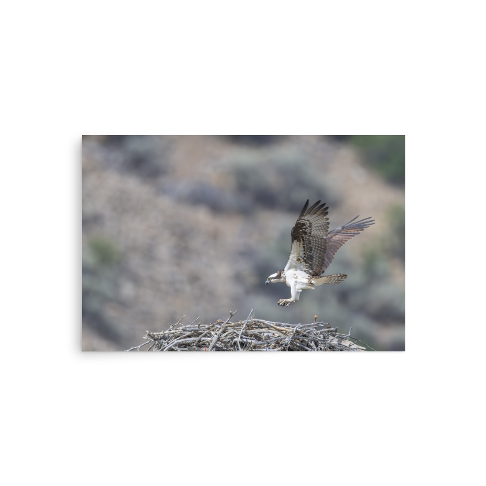 Osprey Landing on its nest! Photo paper poster - Image 2