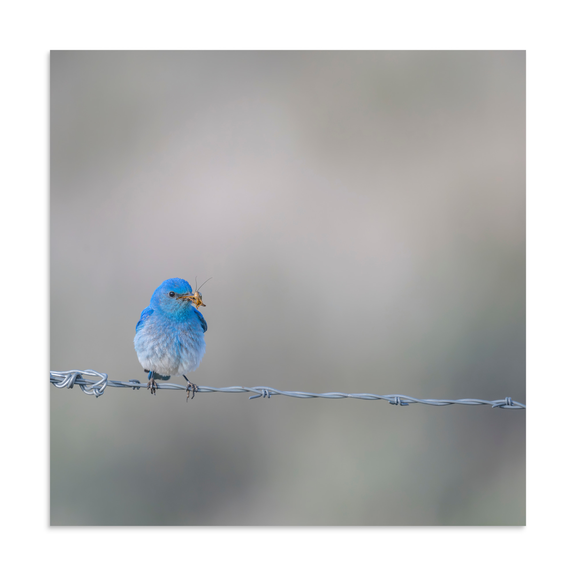 Mountain Blue Bird! Photo paper poster - Image 19