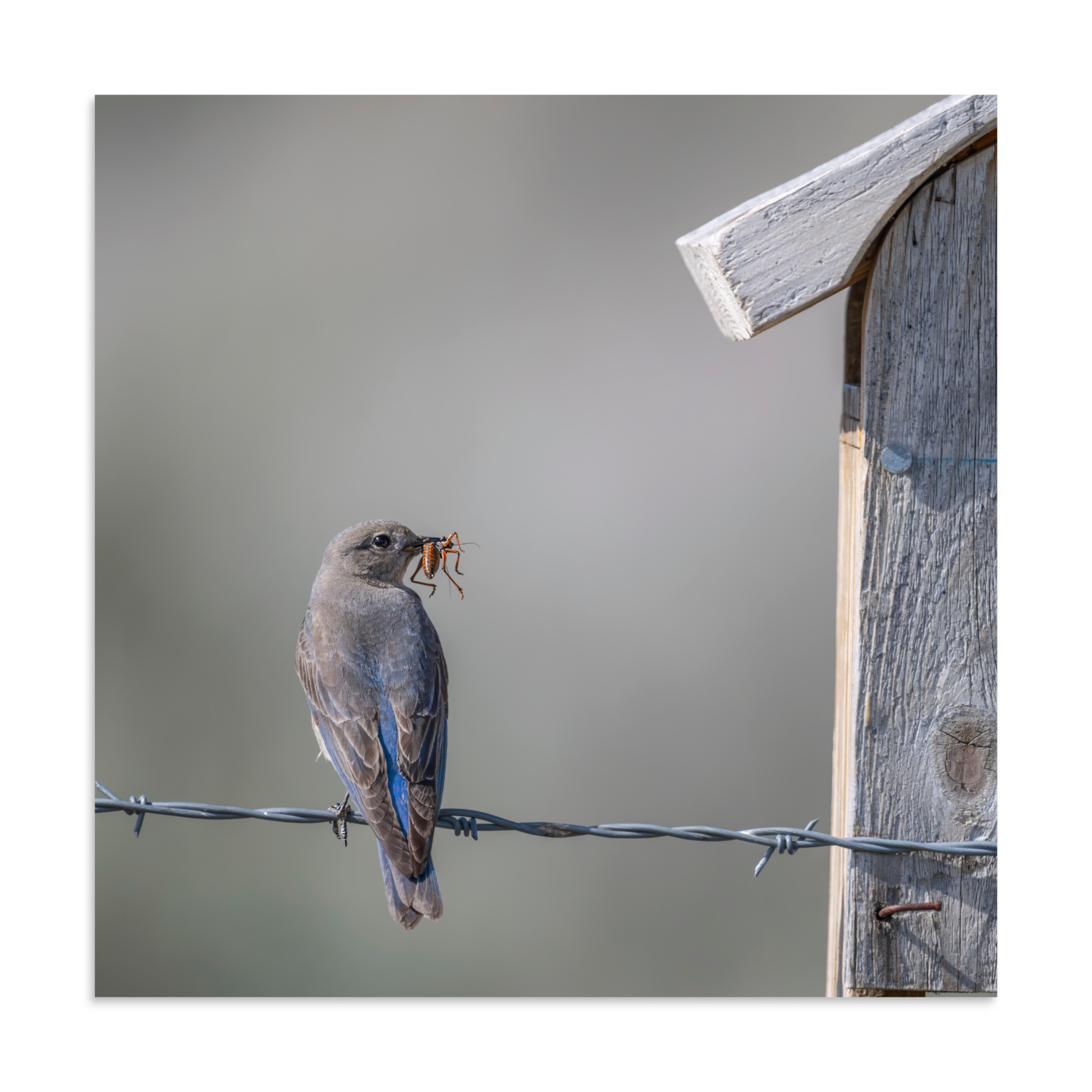 Mama Mountain bluebird with food! Photo paper poster - Image 18