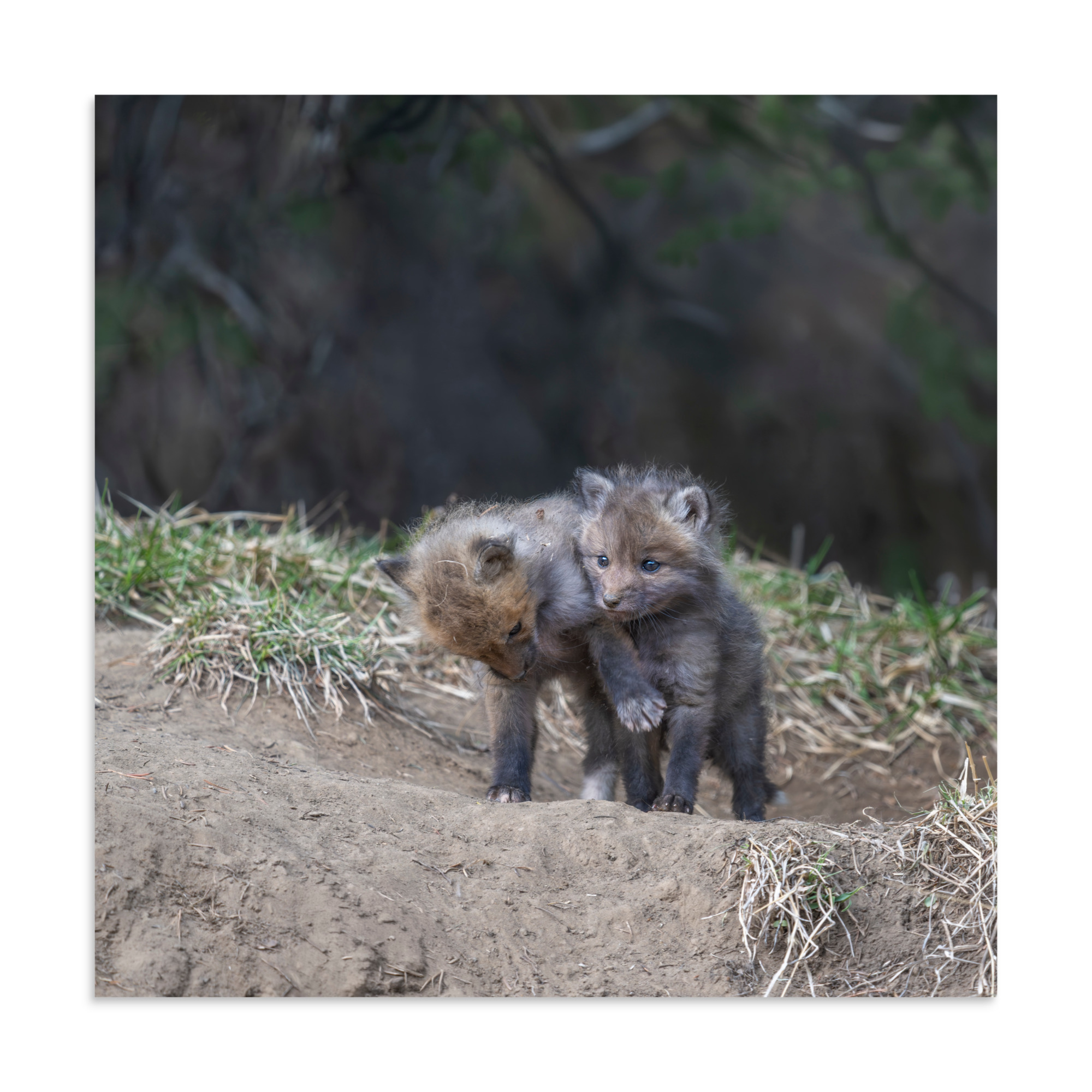 Brothers in Arms Red fox kits! Photo paper poster - Image 20