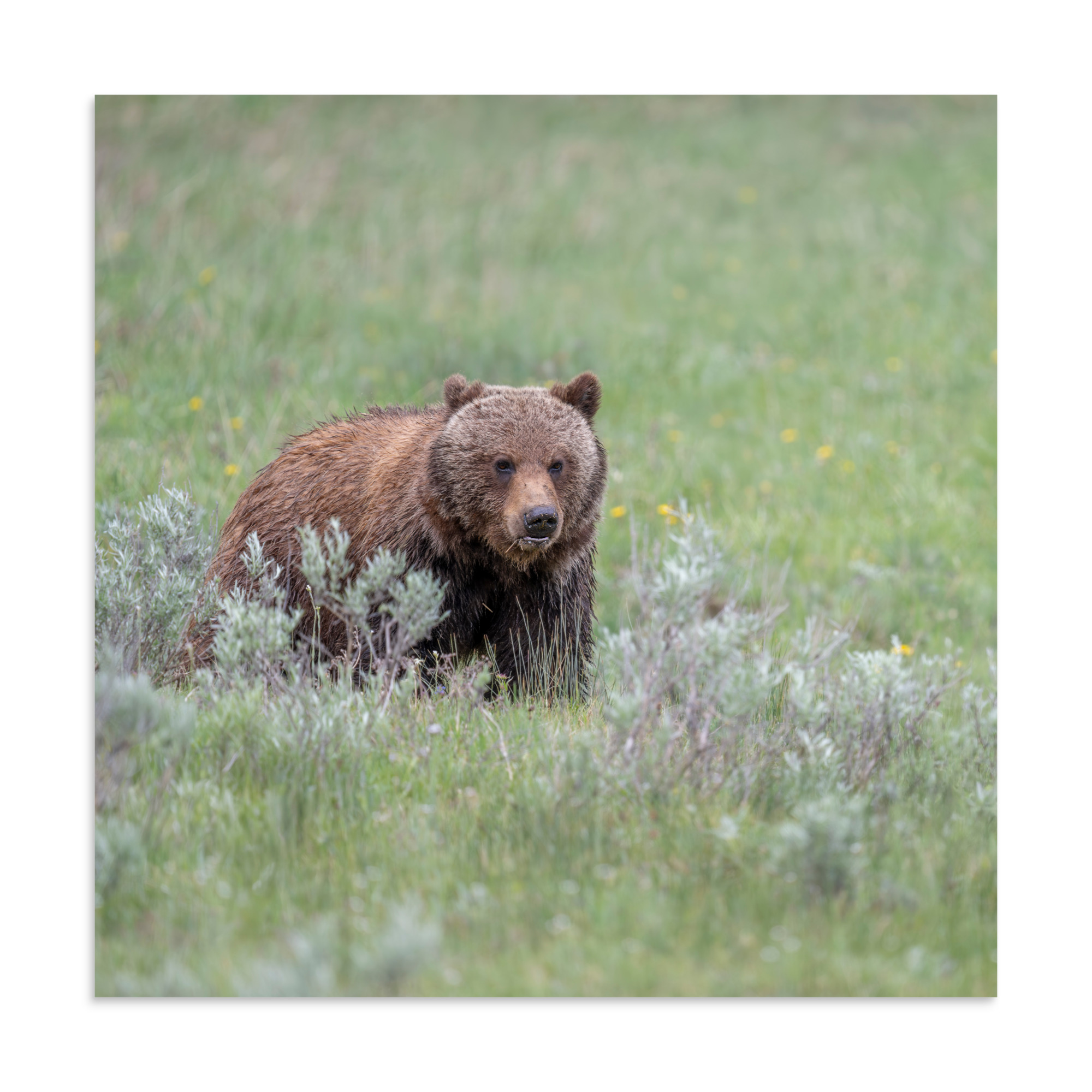 Hungry Grizzly in a Meadow! Photo paper poster - Image 19