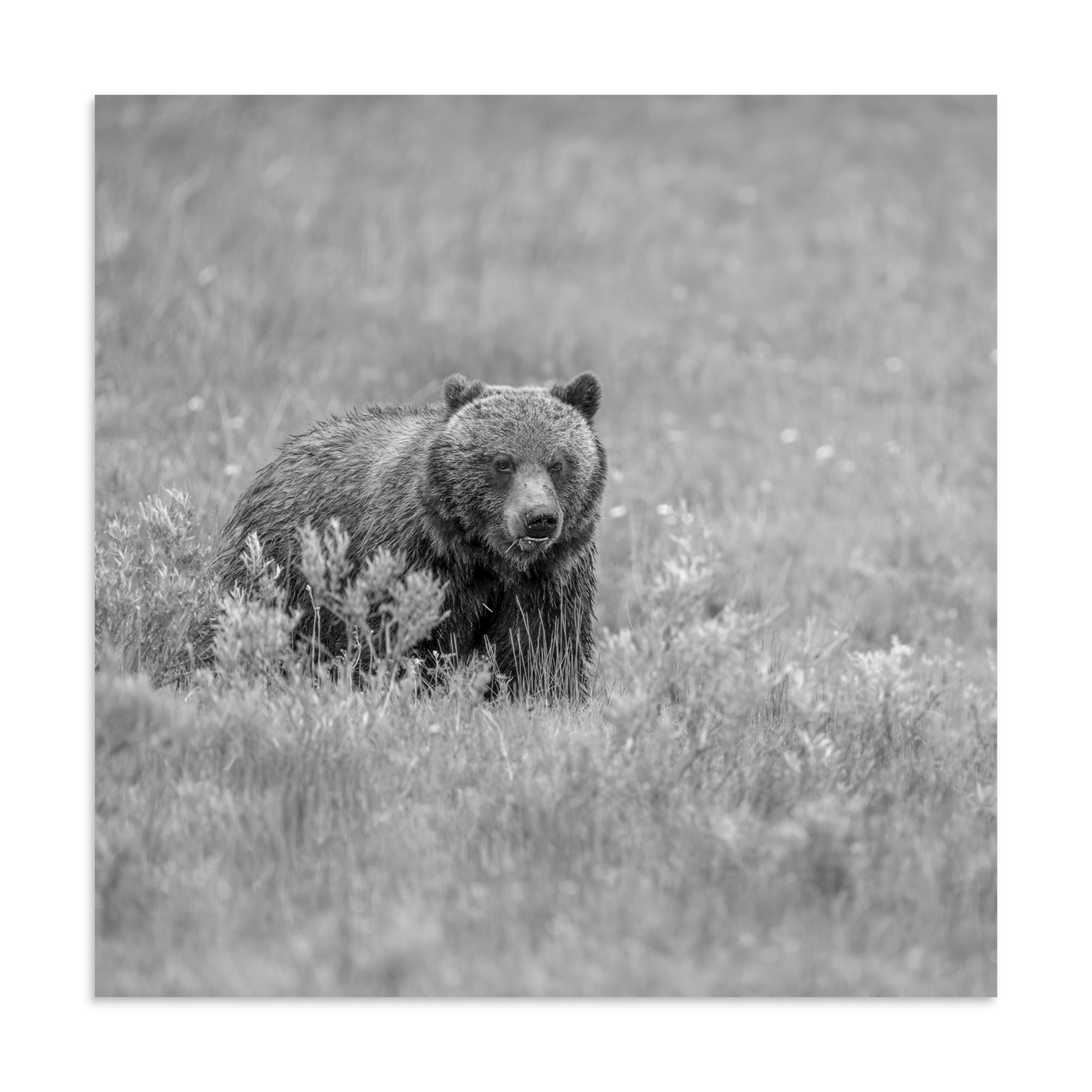 Hungry Grizzly in a Meadow! Monochrome Photo paper poster - Image 20
