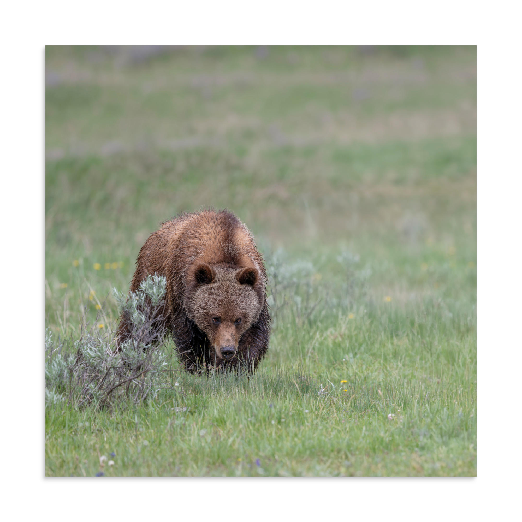 Grizzly Watching! Photo paper poster - Image 19