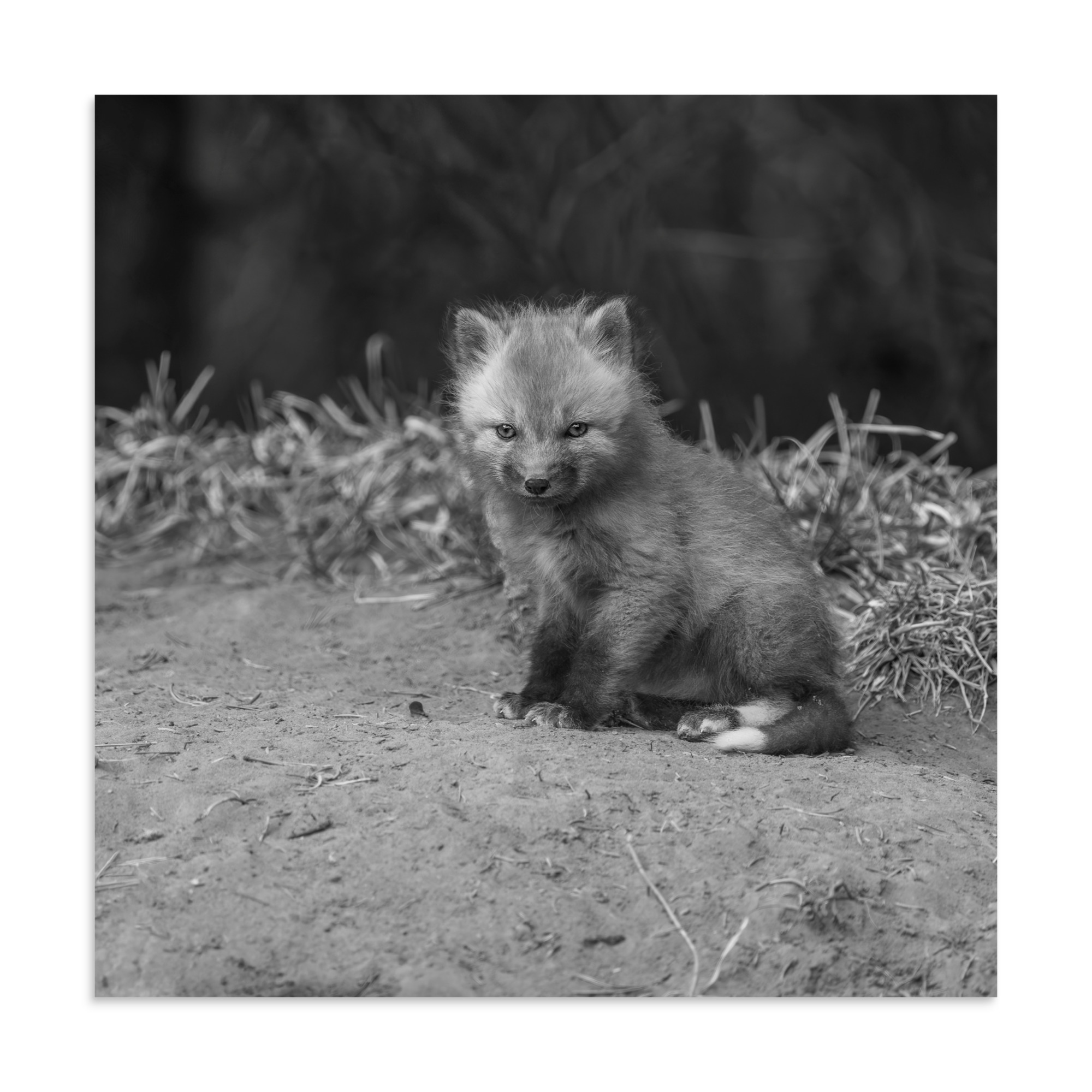 Sharp gaze baby red fox (Monochrome)! Photo paper poster - Image 20