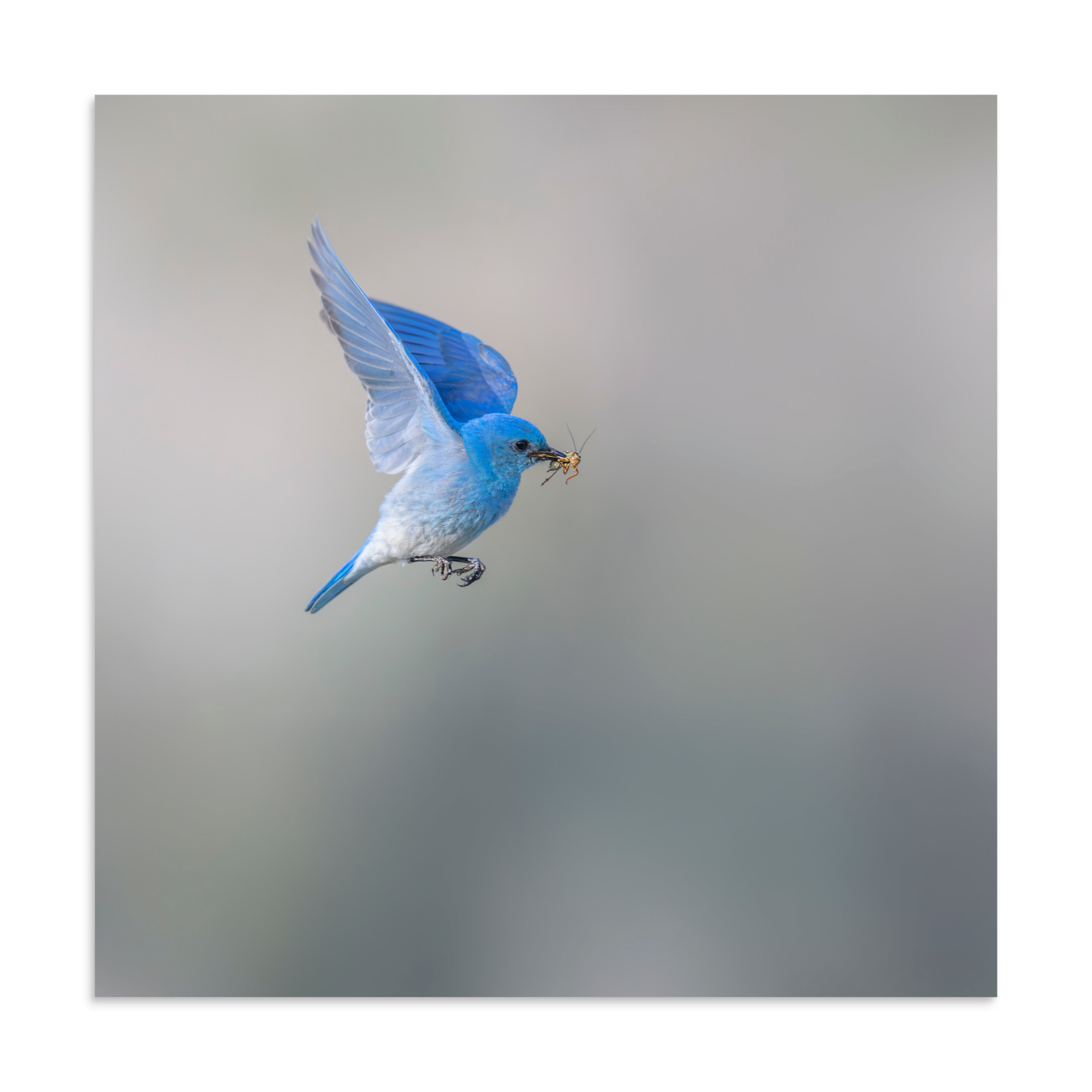 Mountain Bluebird with prey! Photo paper poster - Image 20