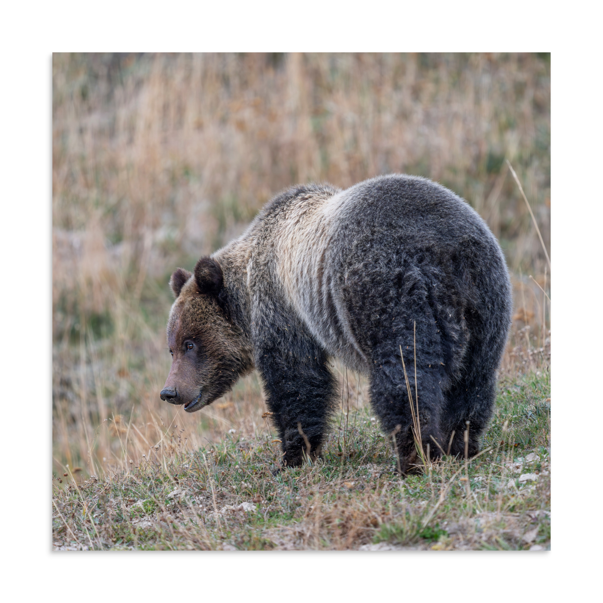 Grizzly of yellowstone! Photo paper poster - Image 19
