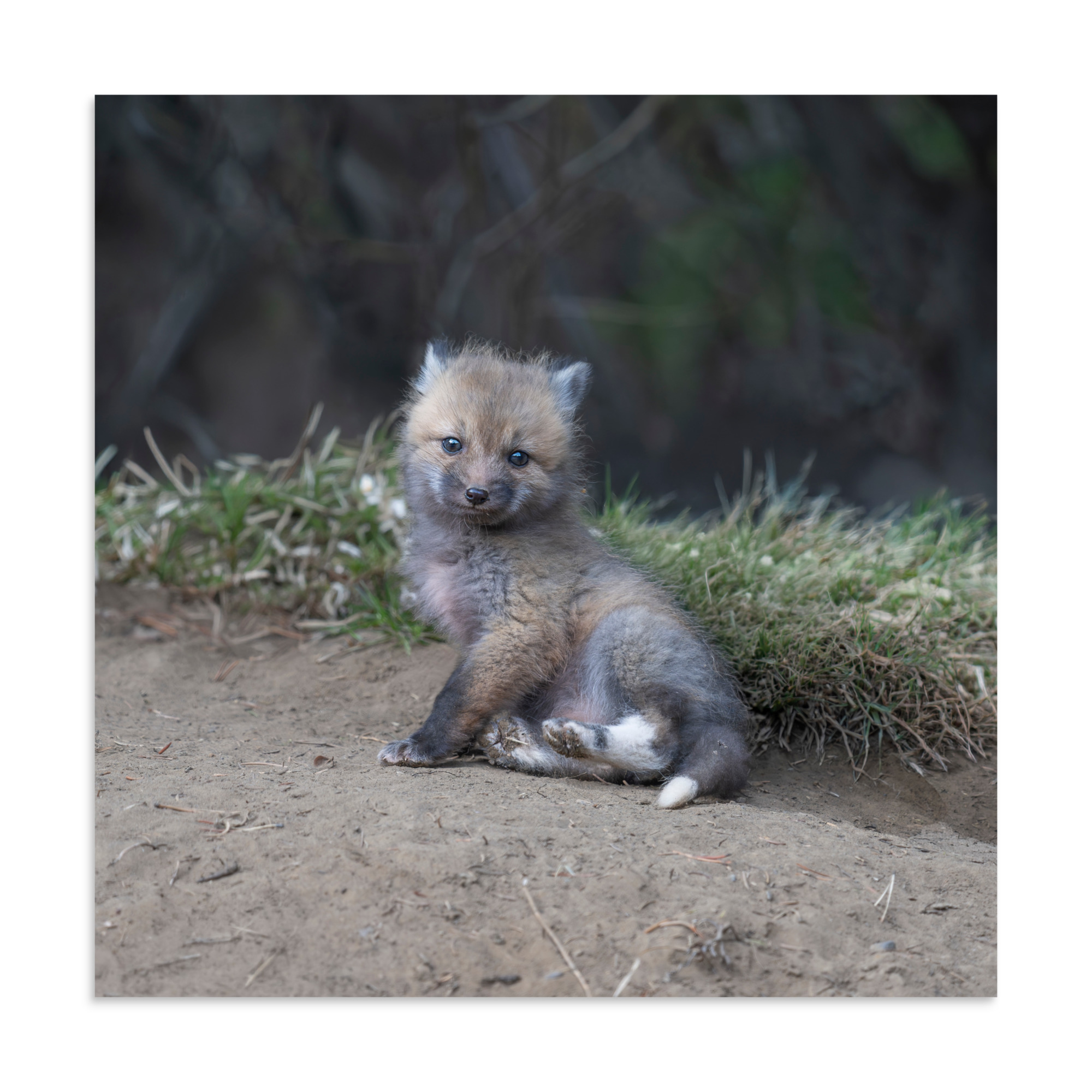 Guarding Den Baby Red fox! Photo paper poster - Image 20