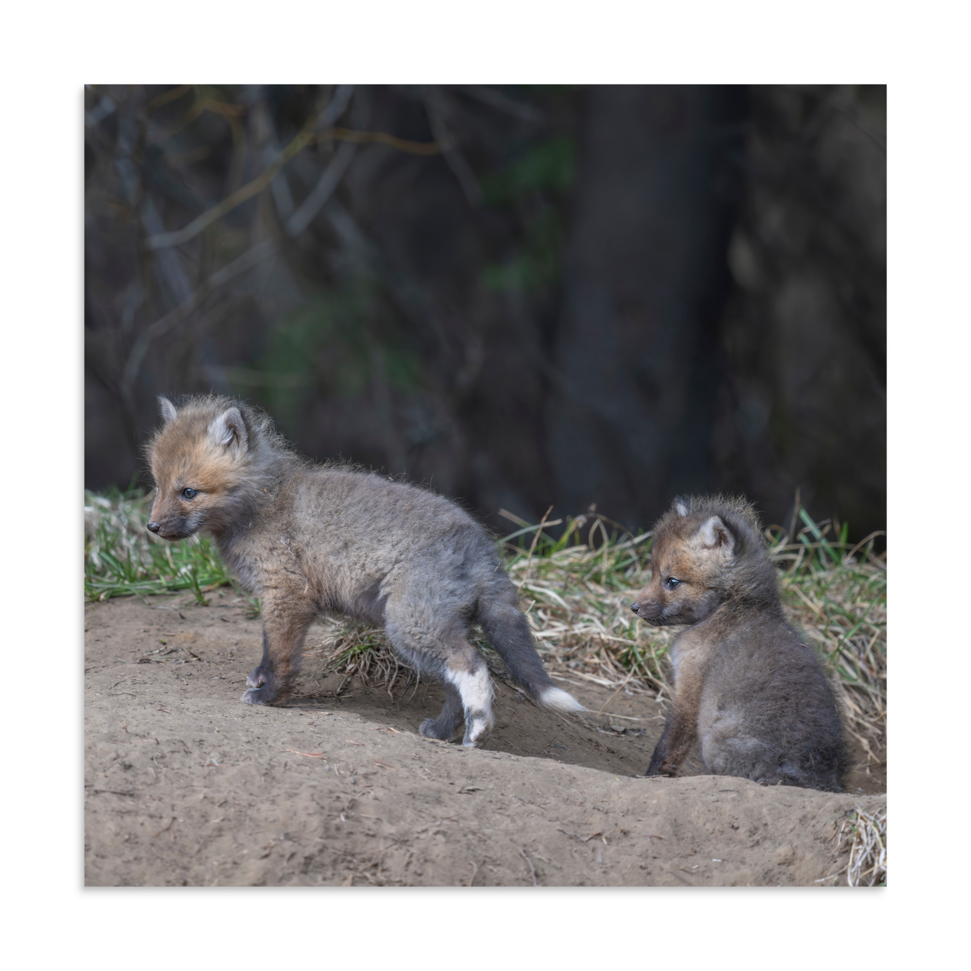Play Time Baby Red fox! Photo paper poster - Image 20