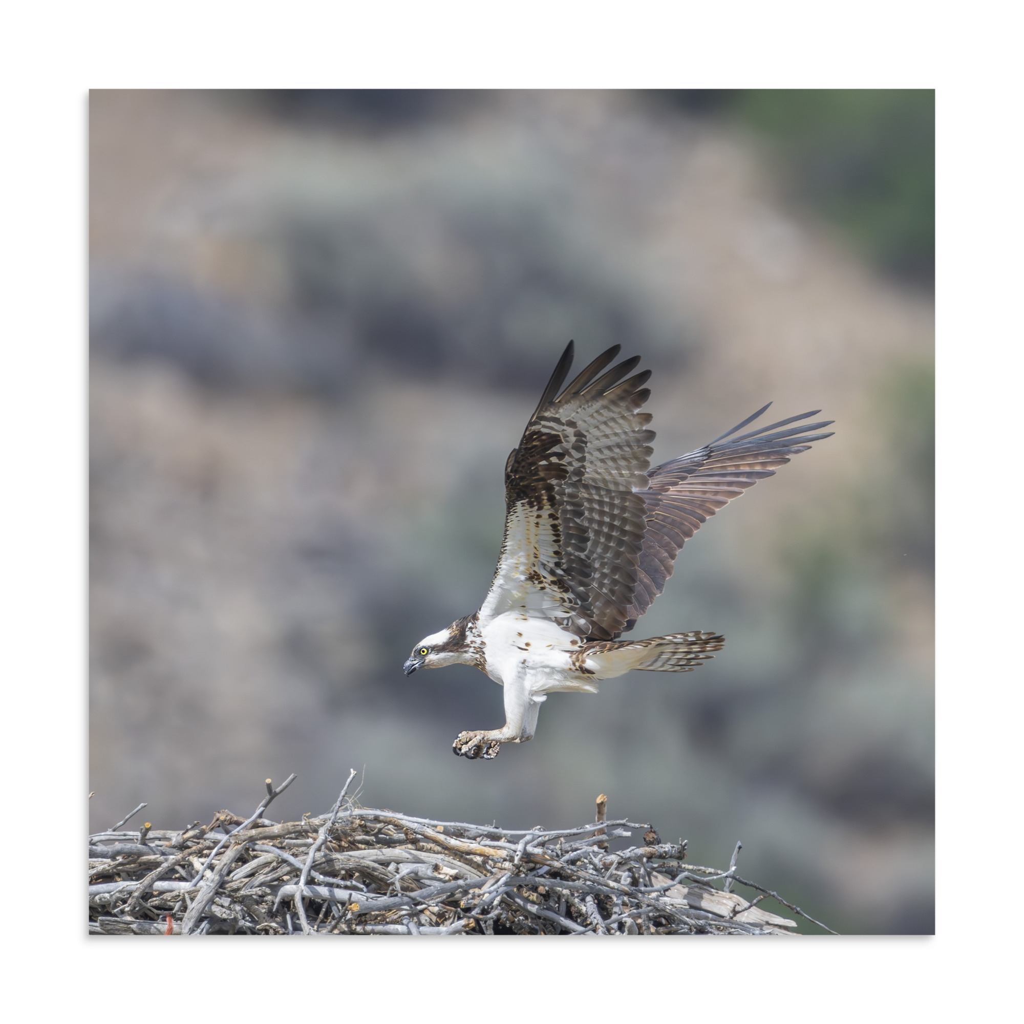 Osprey Landing on its nest! Photo paper poster - Image 20