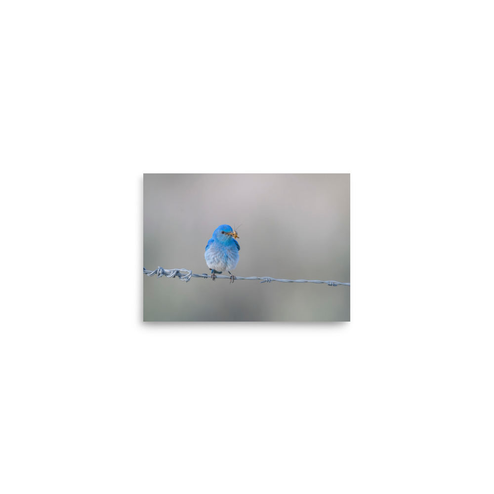 Mountain Blue Bird! Photo paper poster - Image 2