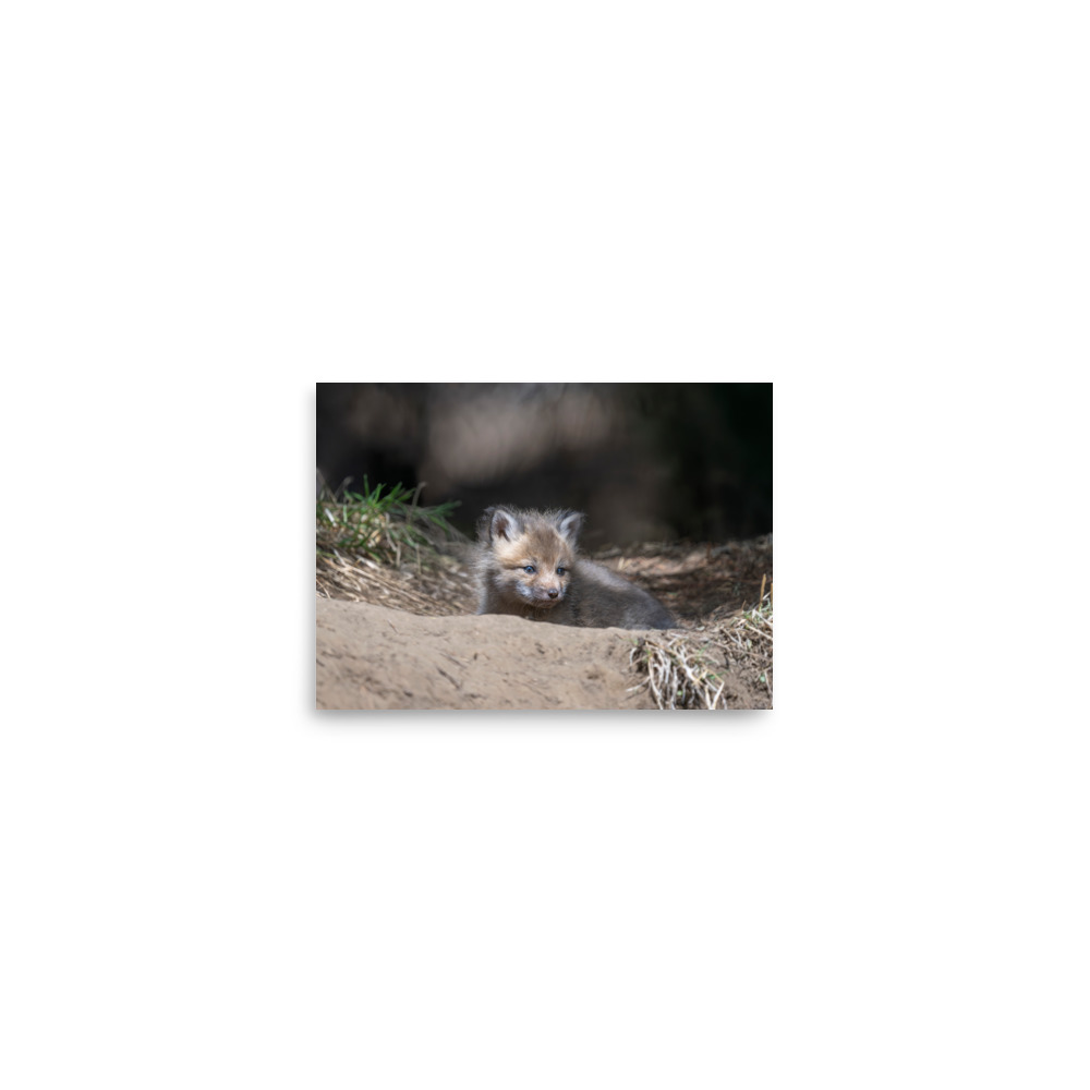 Baby Red fox waiting for Mom! Photo paper poster - Image 3