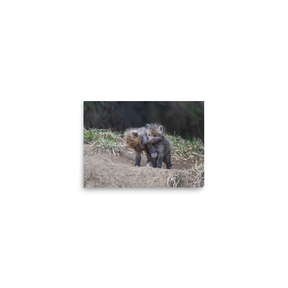 Brothers in Arms Red fox kits! Photo paper poster - Image 3