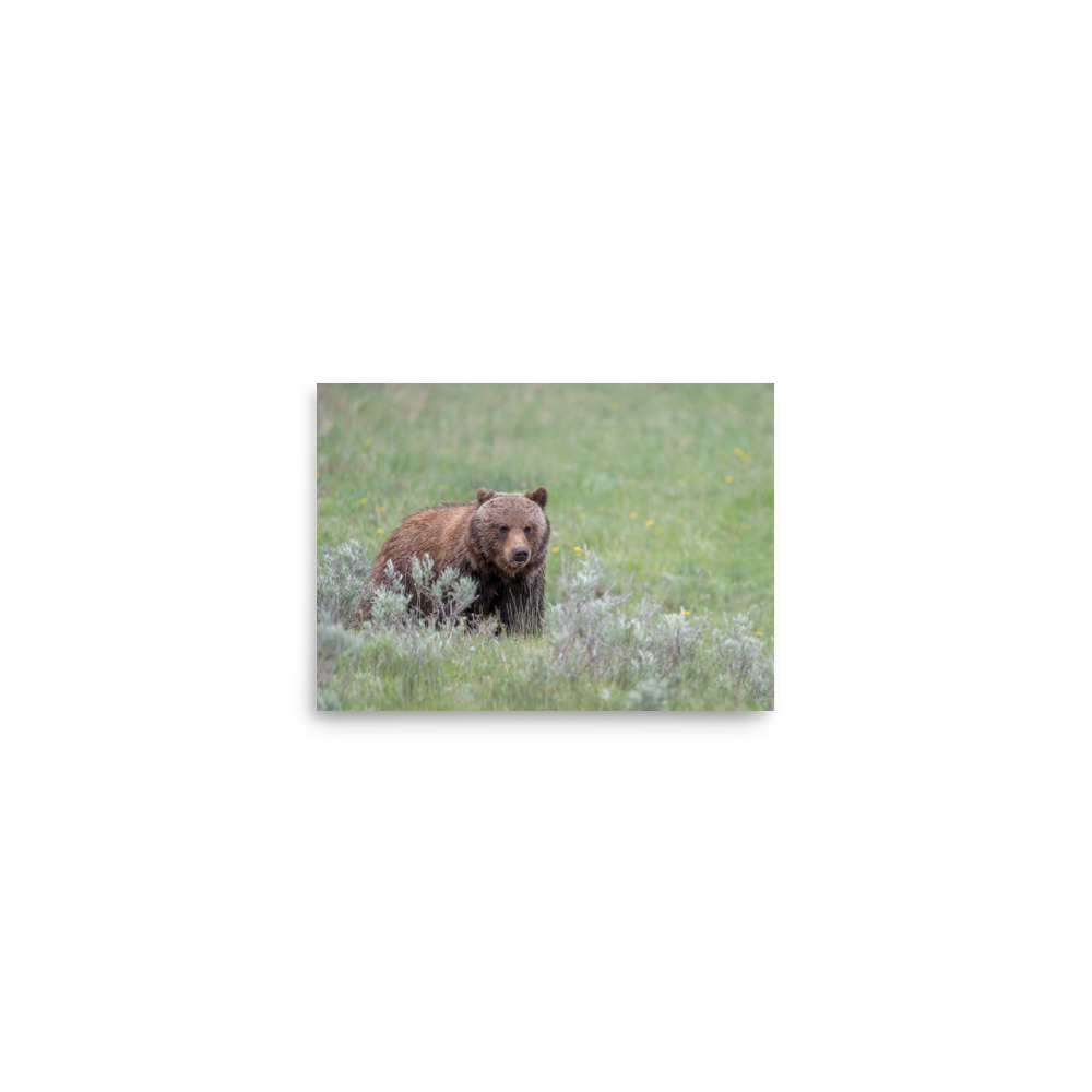Hungry Grizzly in a Meadow! Photo paper poster - Image 2
