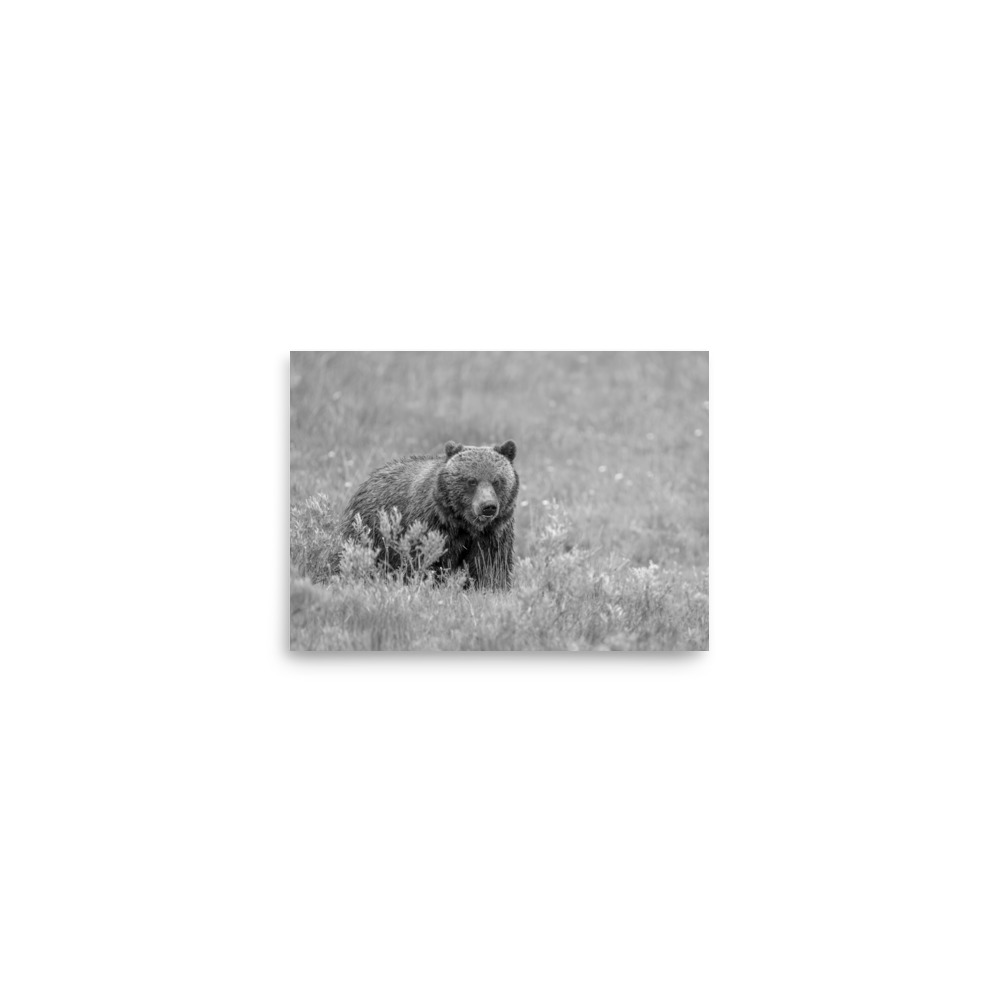 Hungry Grizzly in a Meadow! Monochrome Photo paper poster - Image 3