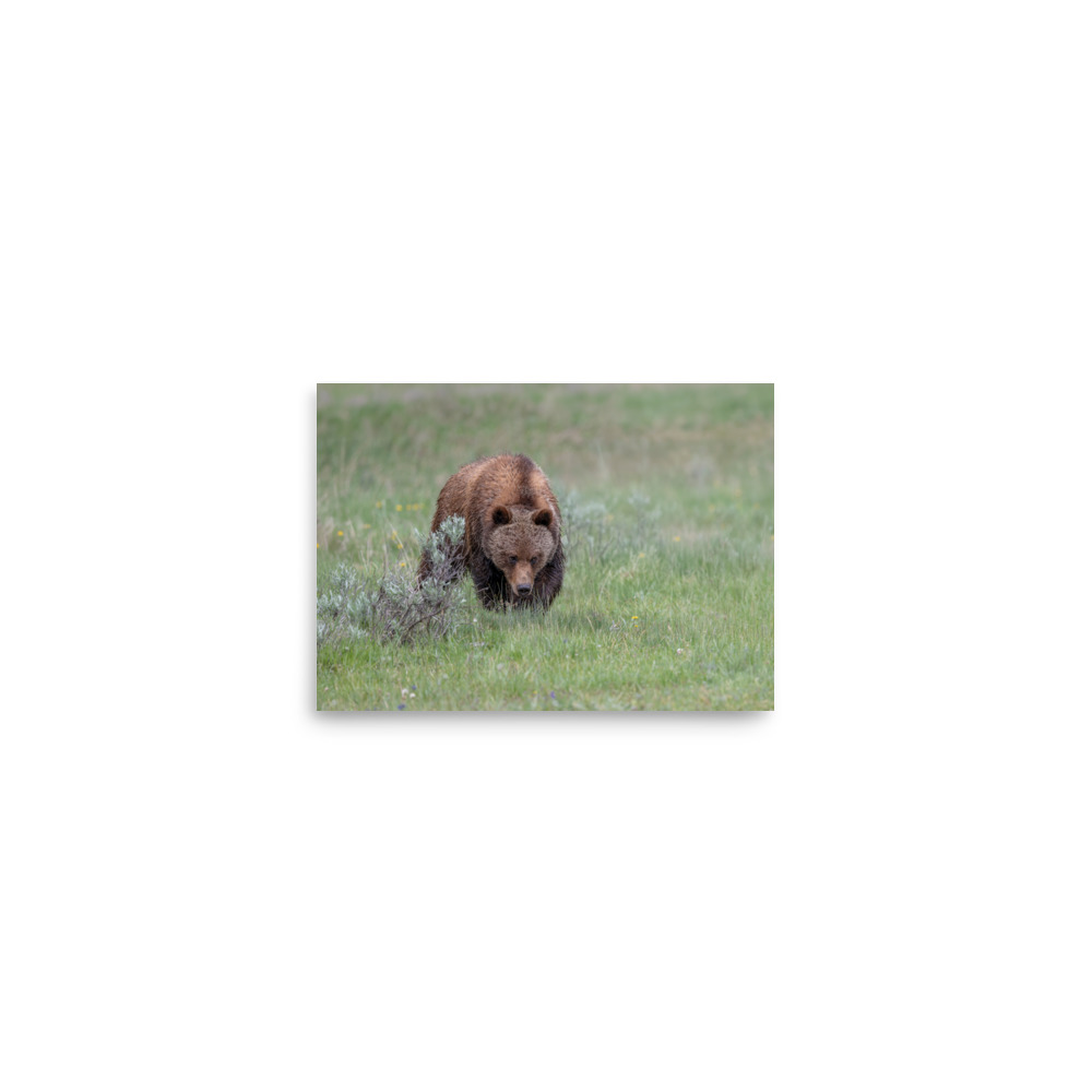 Grizzly Watching! Photo paper poster - Image 3
