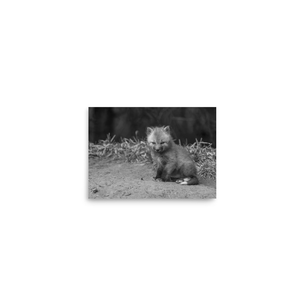 Sharp gaze baby red fox (Monochrome)! Photo paper poster - Image 3
