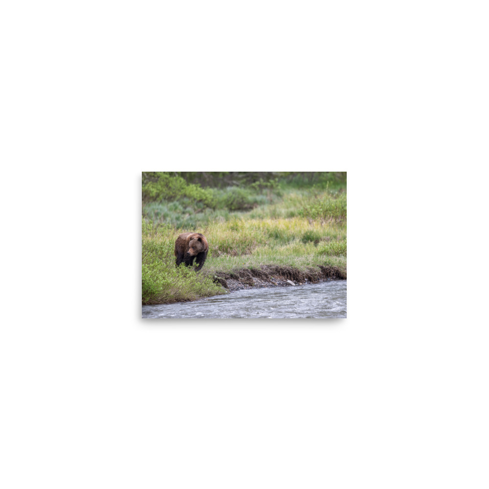 Grizzly getting read! Photo paper poster - Image 3