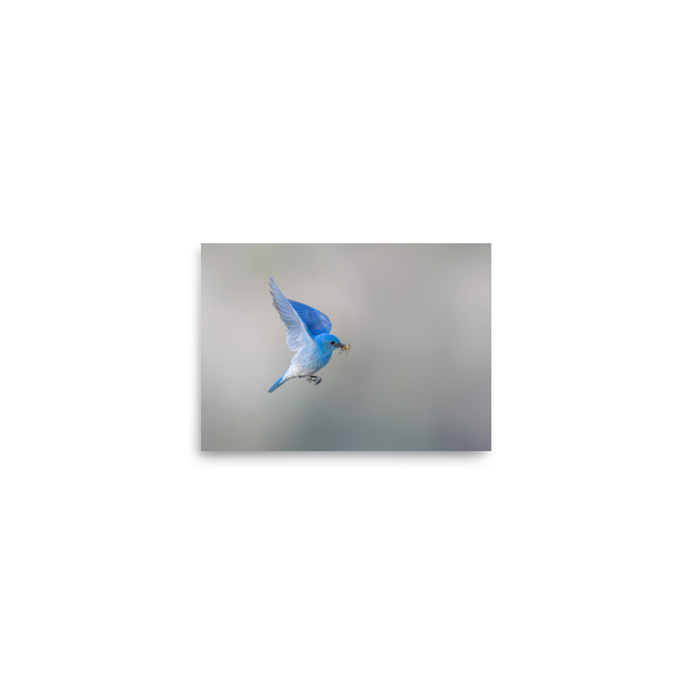 Mountain Bluebird with prey! Photo paper poster - Image 3