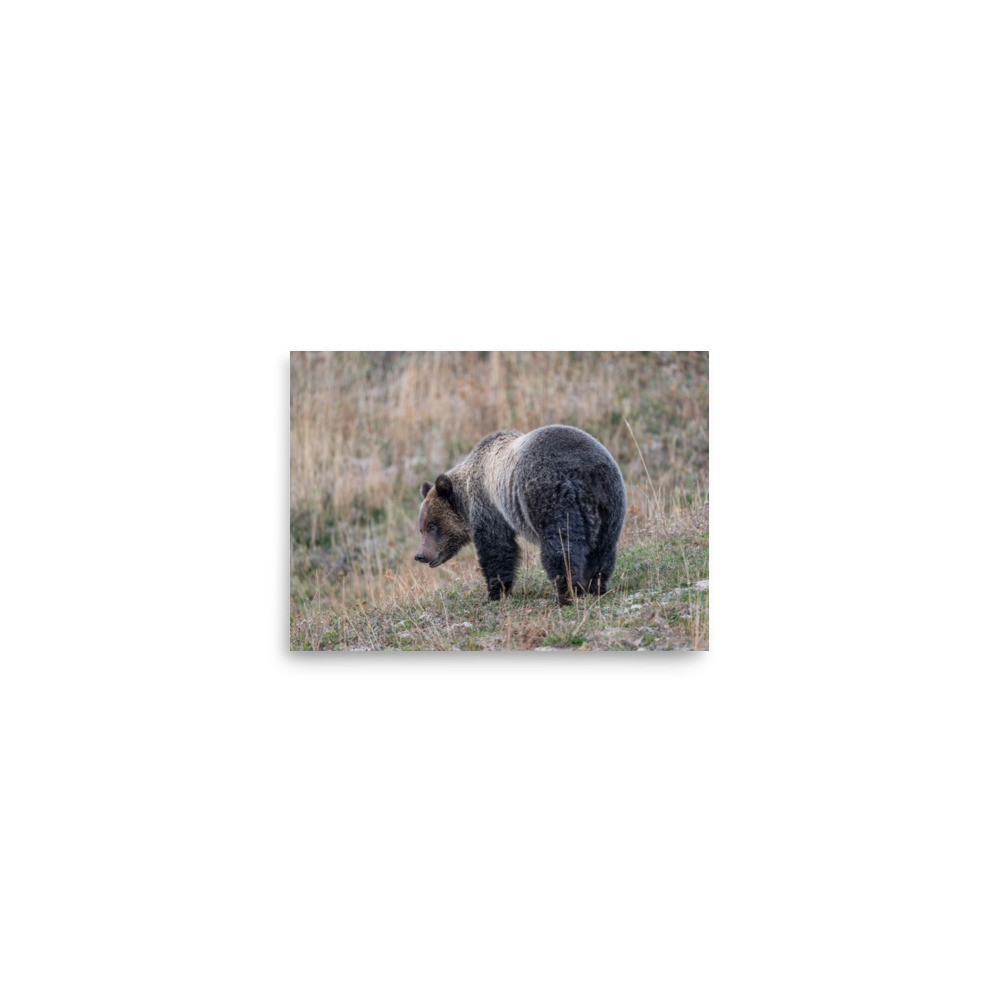 Grizzly of yellowstone! Photo paper poster - Image 3
