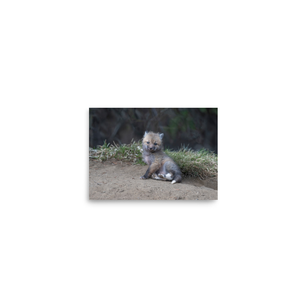 Guarding Den Baby Red fox! Photo paper poster - Image 3