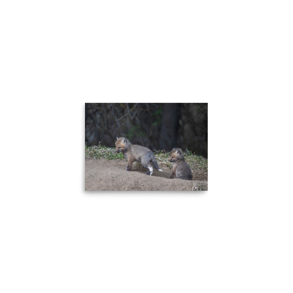 Play Time Baby Red fox! Photo paper poster - Image 3