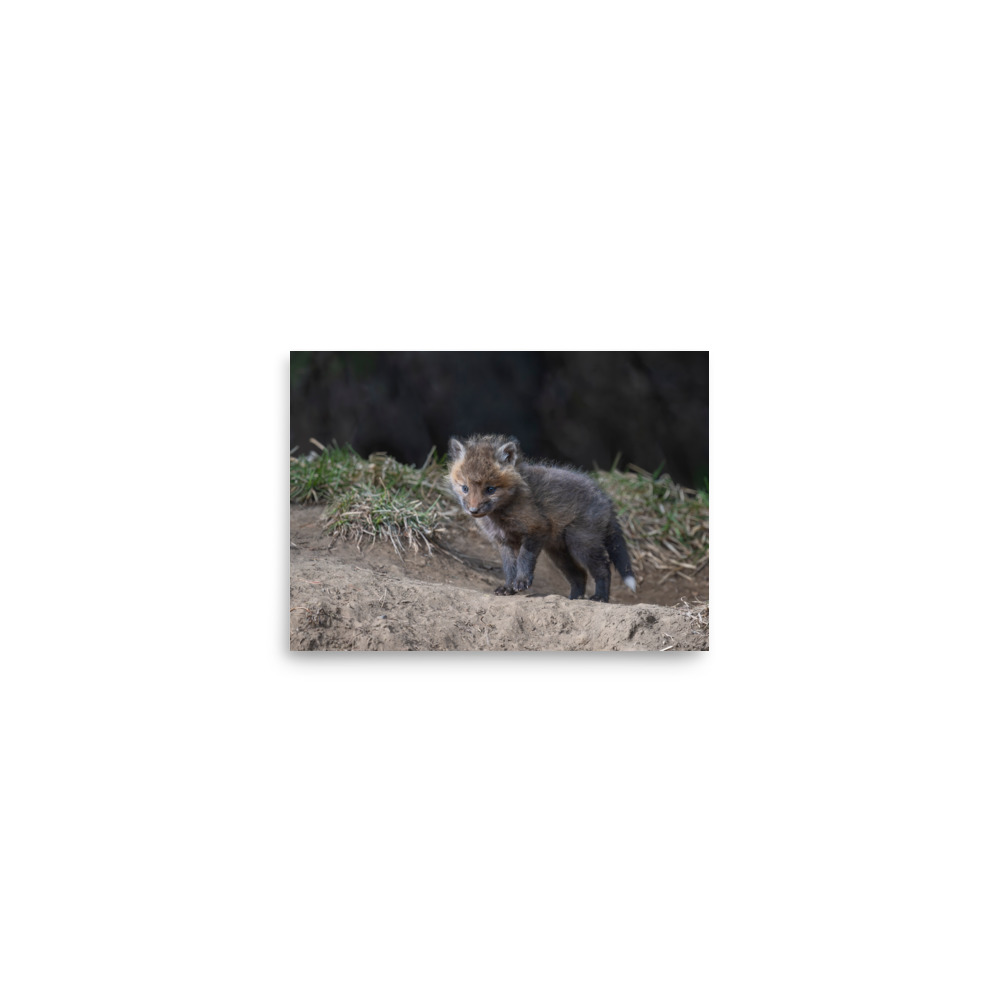 Just checking Baby Red fox! Photo paper poster - Image 3