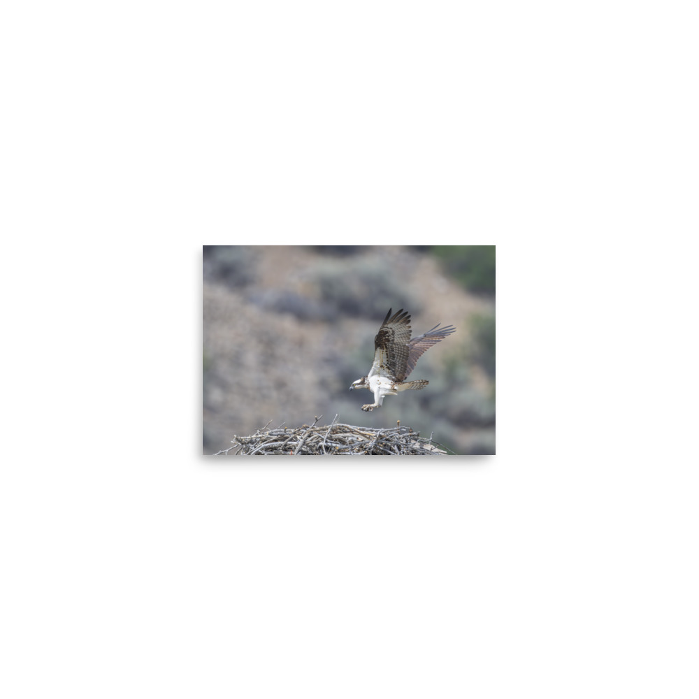 Osprey Landing on its nest! Photo paper poster - Image 3