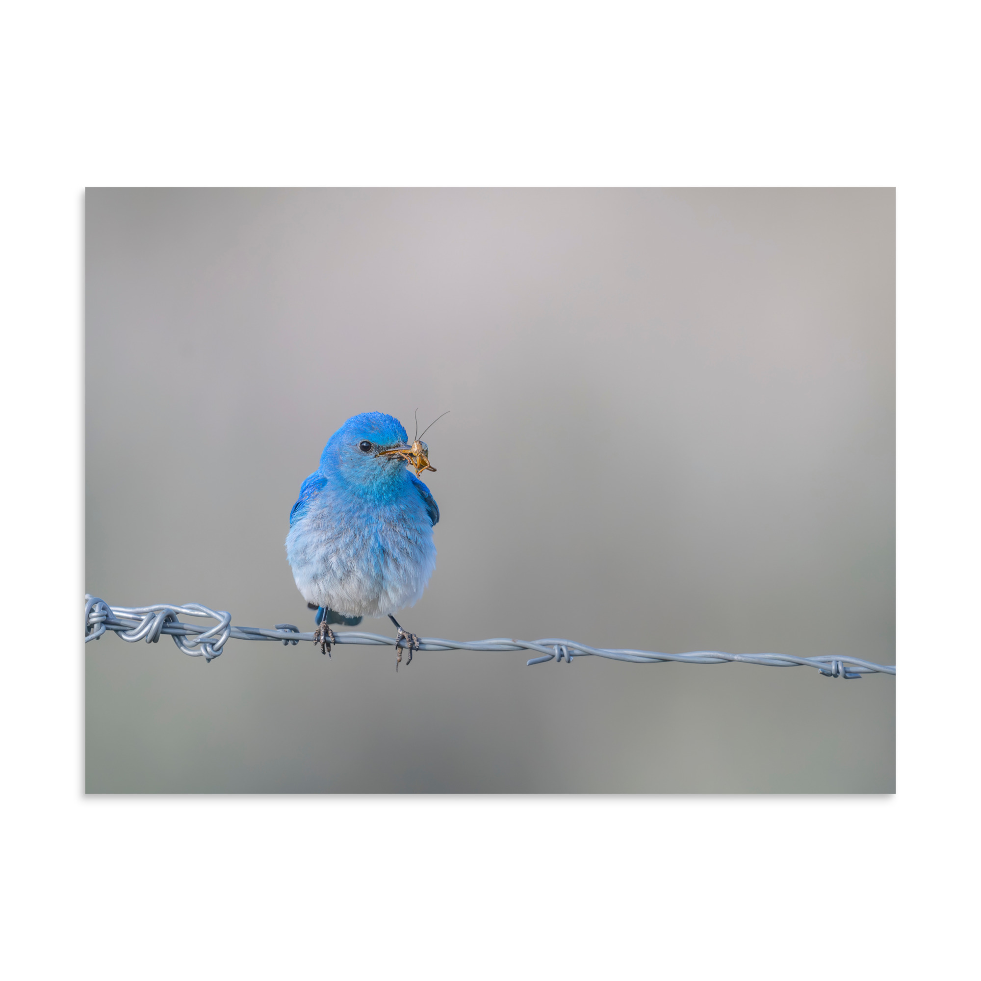 Mountain Blue Bird! Photo paper poster - Image 20