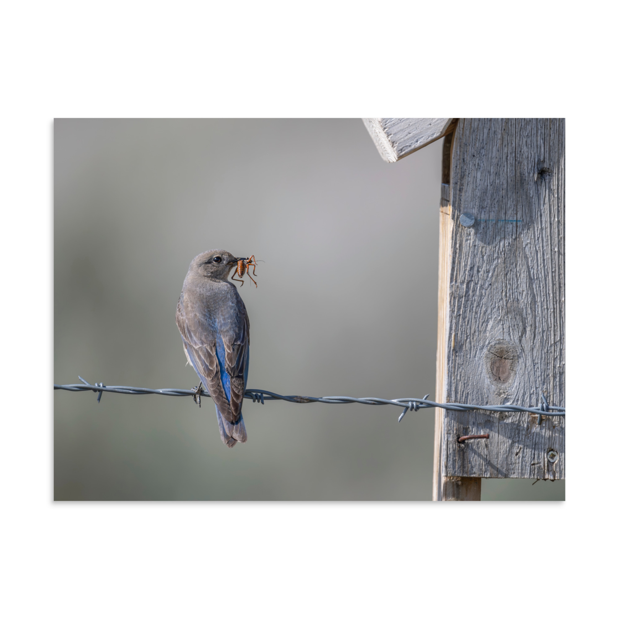 Mama Mountain bluebird with food! Photo paper poster - Image 19