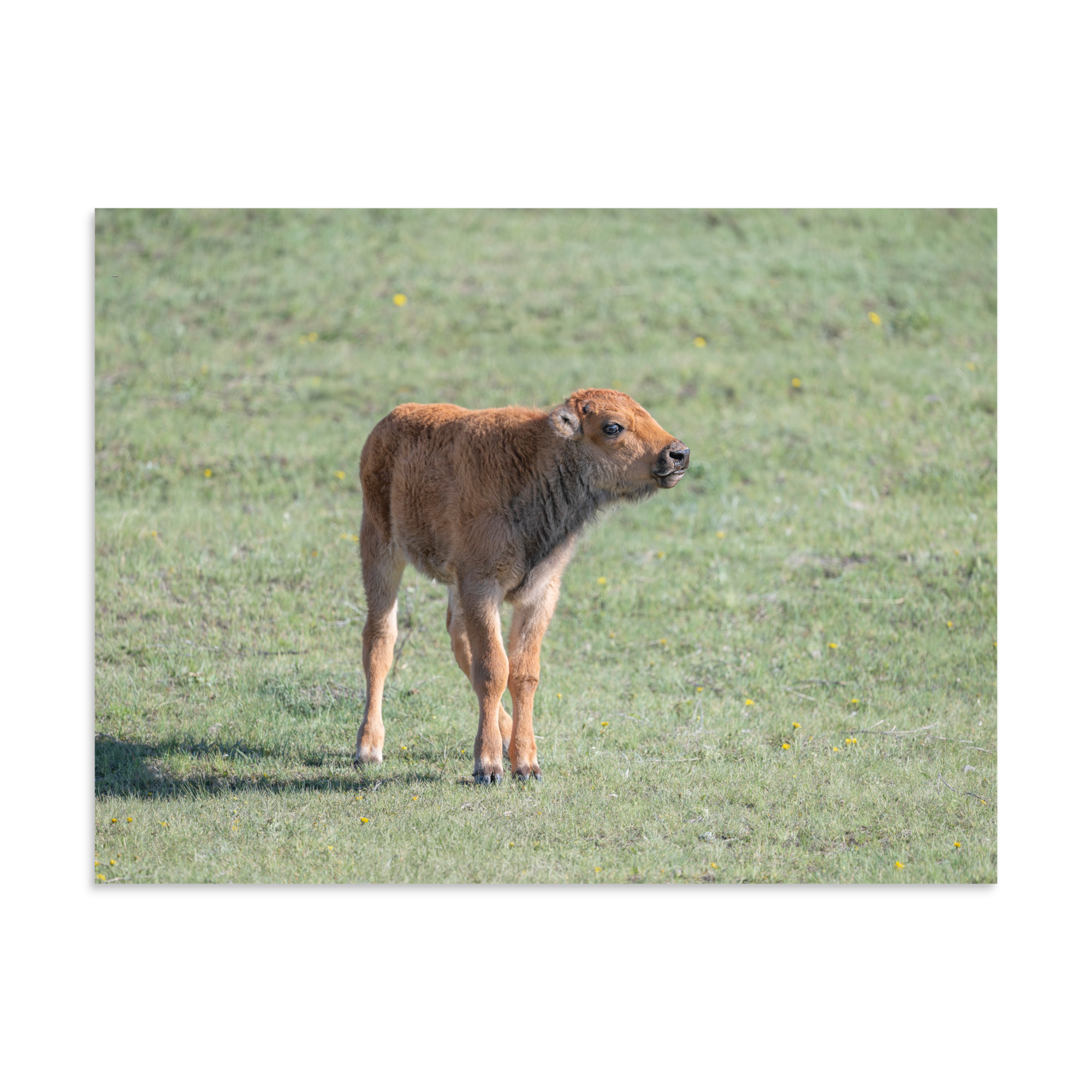 Baby Bison! Photo paper poster - Image 19