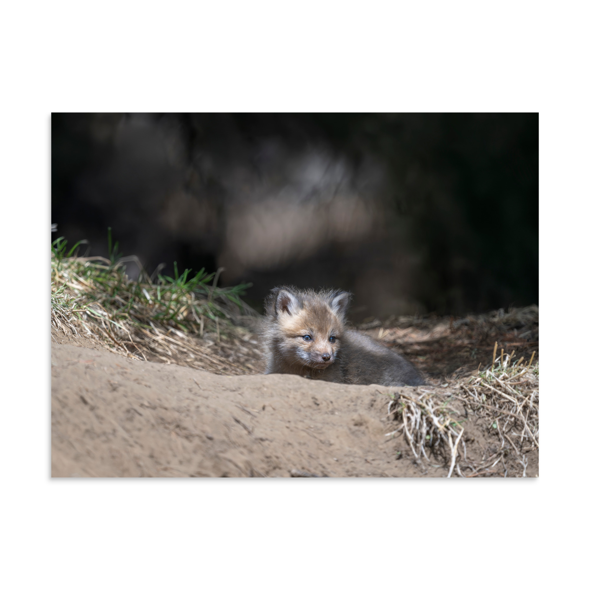 Baby Red fox waiting for Mom! Photo paper poster - Image 21