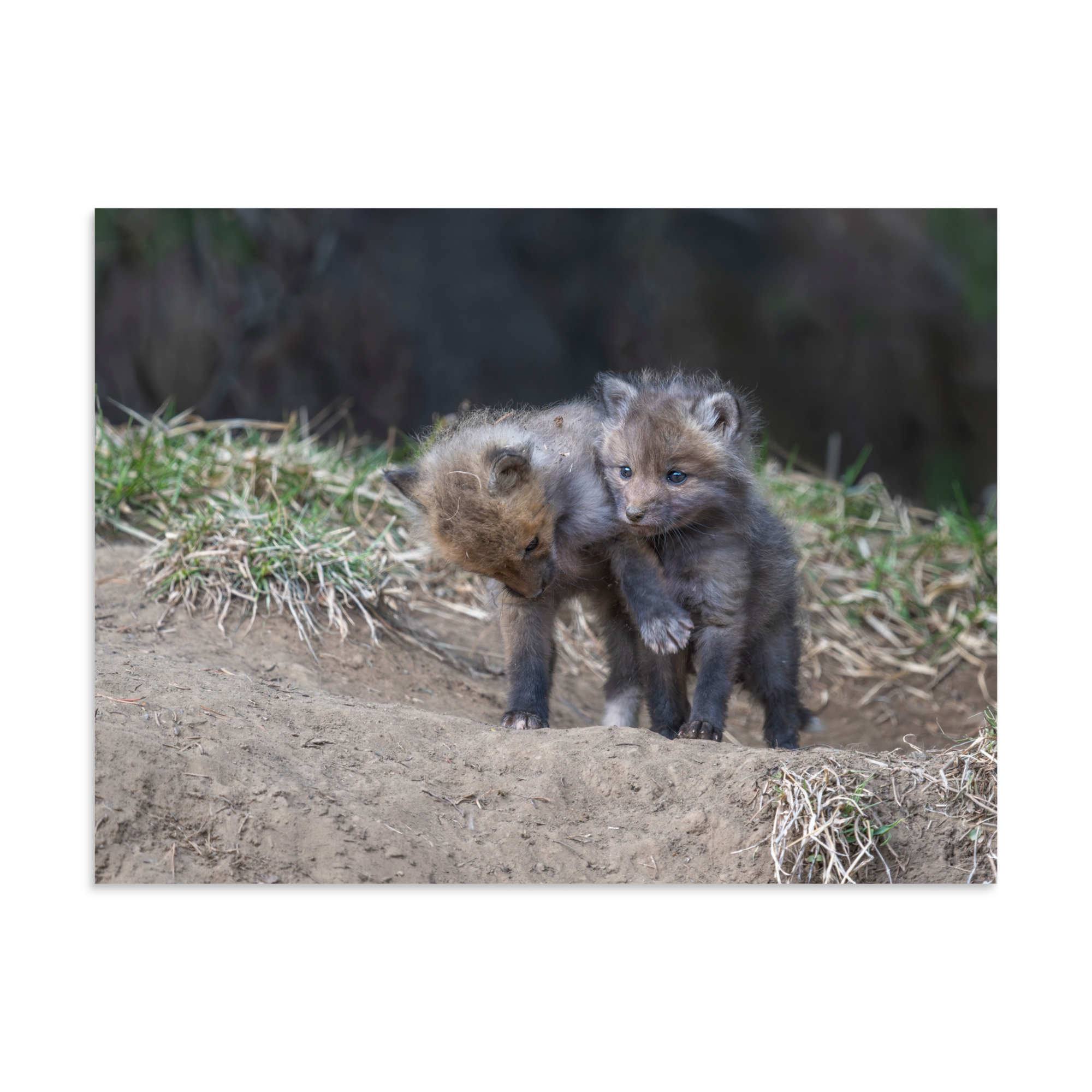 Brothers in Arms Red fox kits! Photo paper poster - Image 21