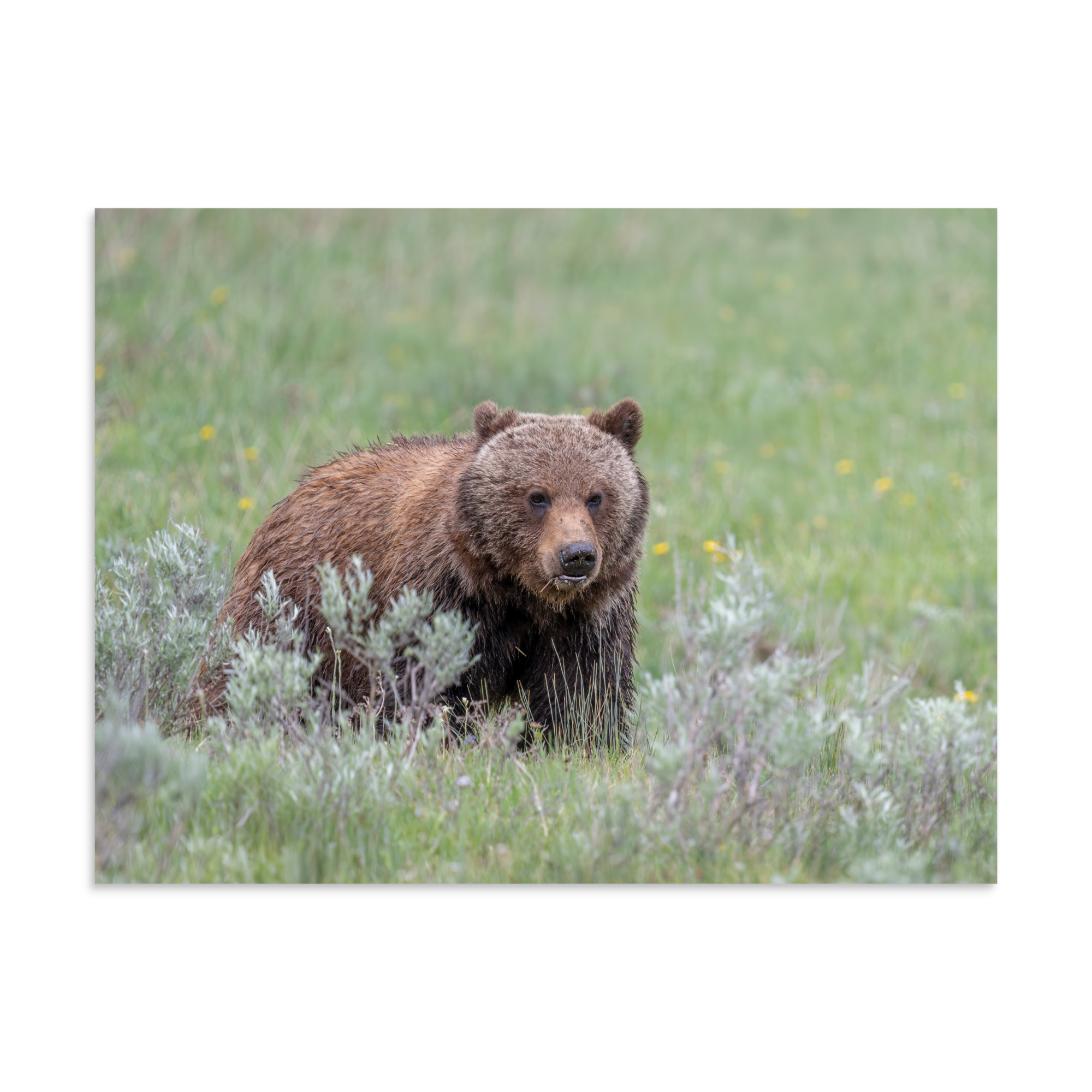 Hungry Grizzly in a Meadow! Photo paper poster - Image 20
