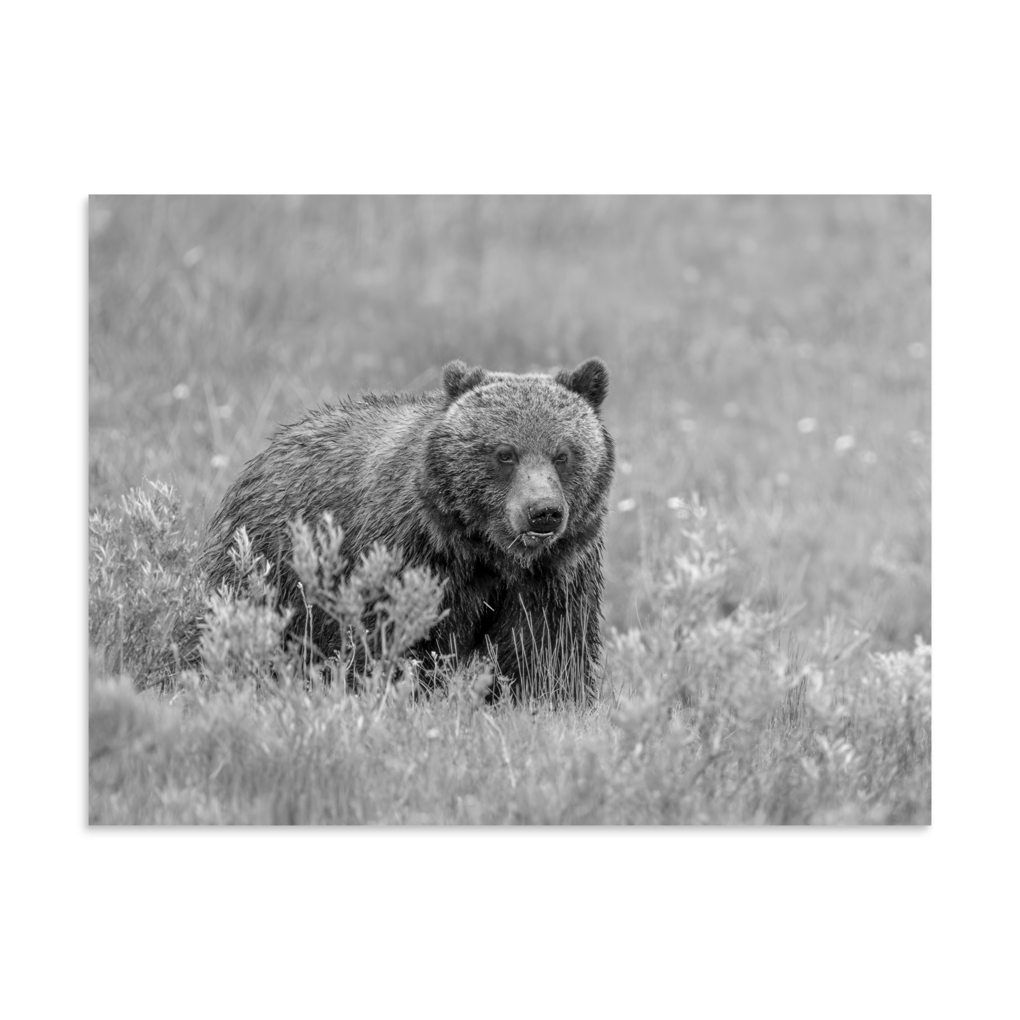 Hungry Grizzly in a Meadow! Monochrome Photo paper poster - Image 21