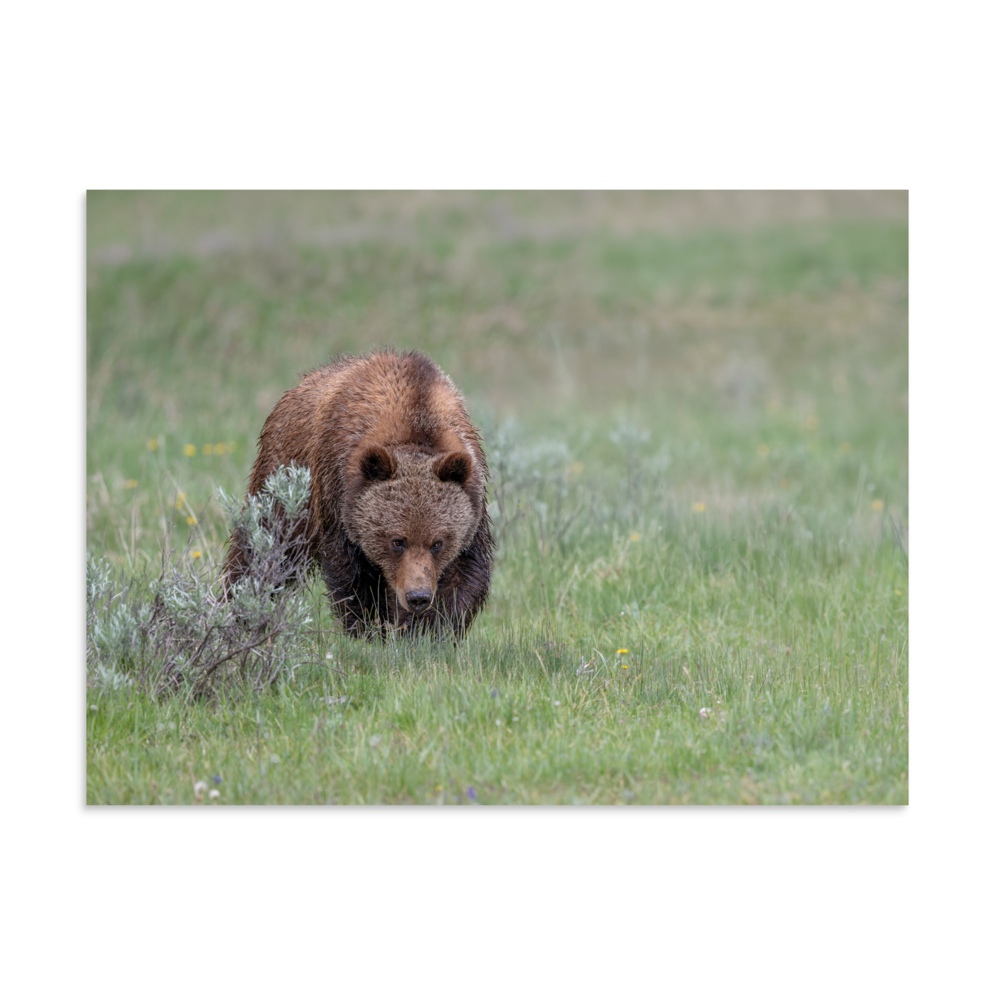 Grizzly Watching! Photo paper poster - Image 20