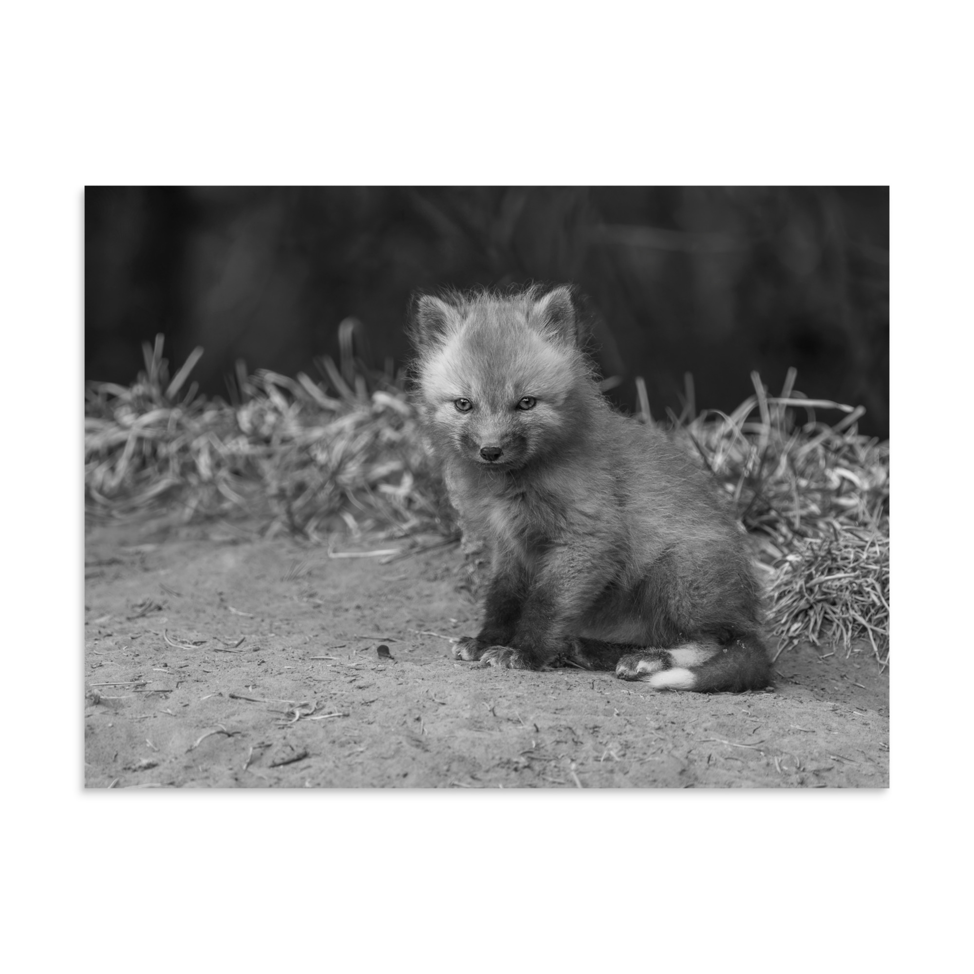 Sharp gaze baby red fox (Monochrome)! Photo paper poster - Image 21