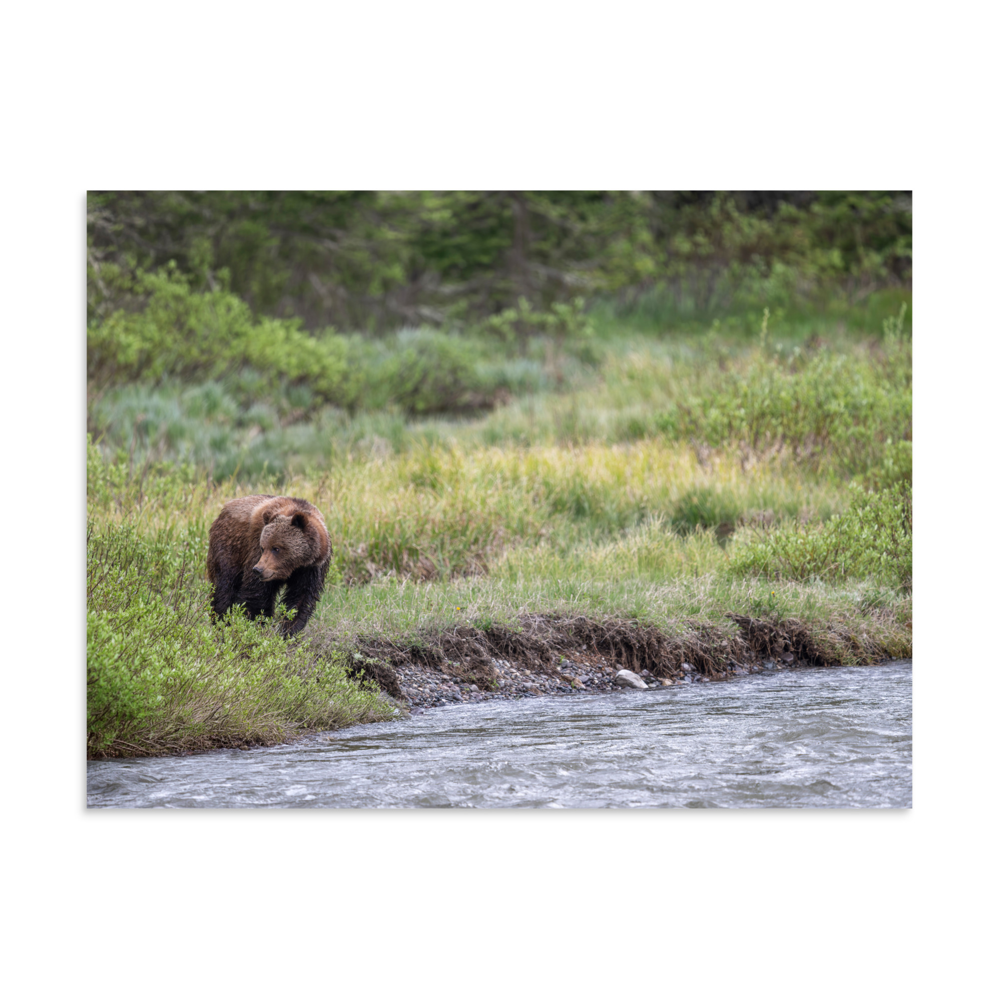 Grizzly getting read! Photo paper poster - Image 21