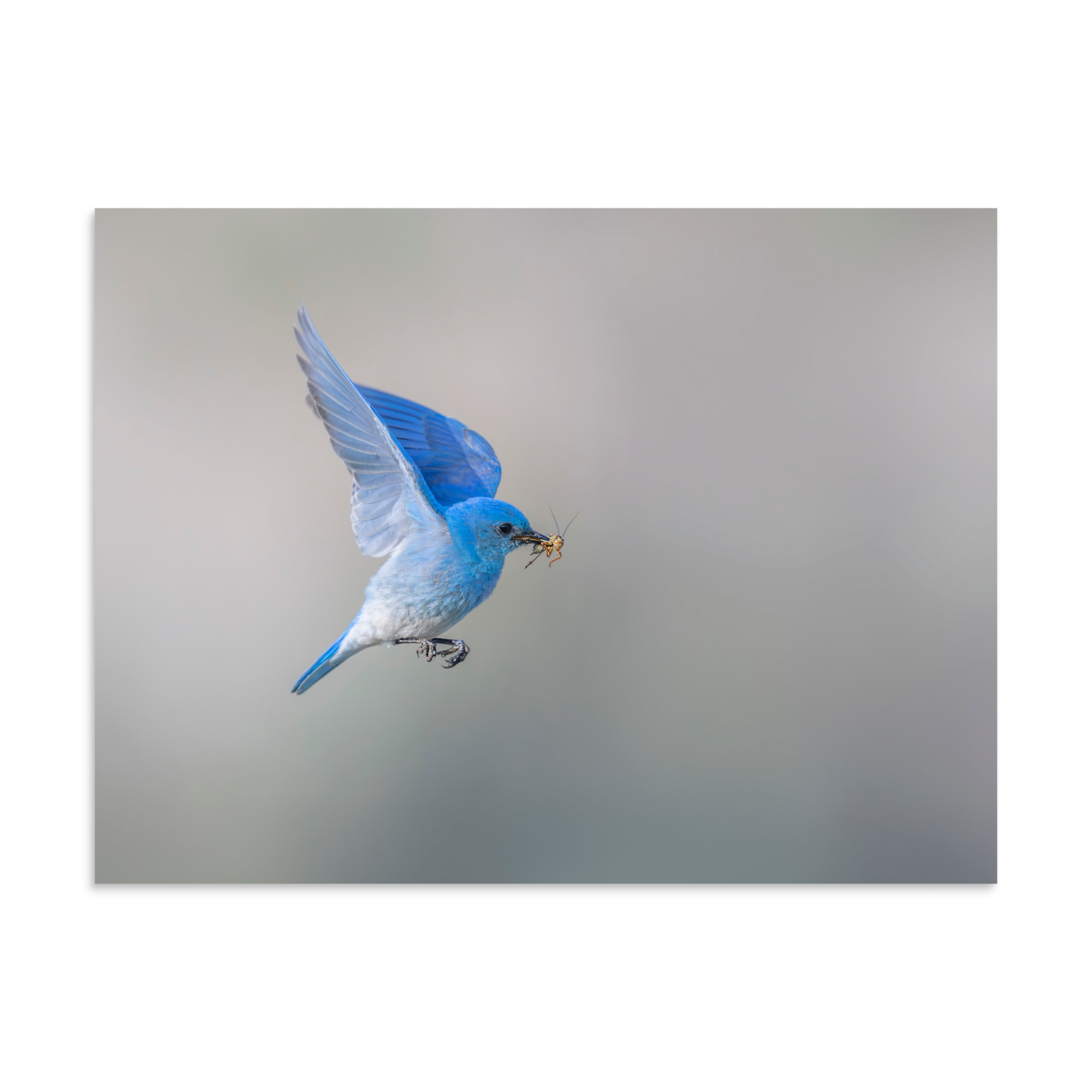 Mountain Bluebird with prey! Photo paper poster - Image 21