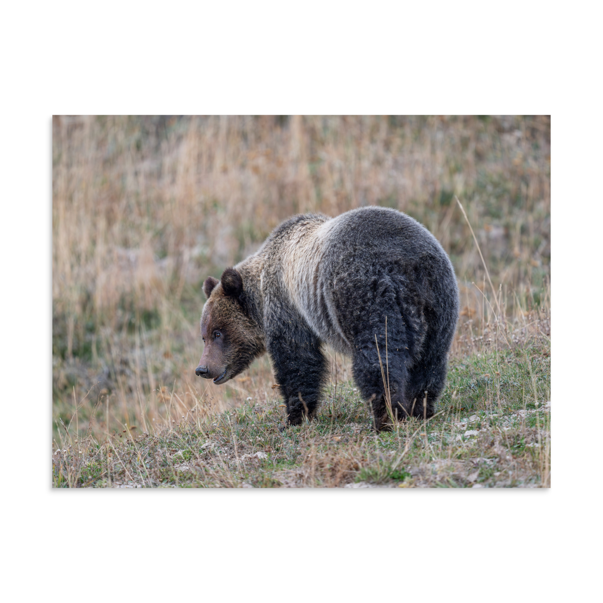 Grizzly of yellowstone! Photo paper poster - Image 20