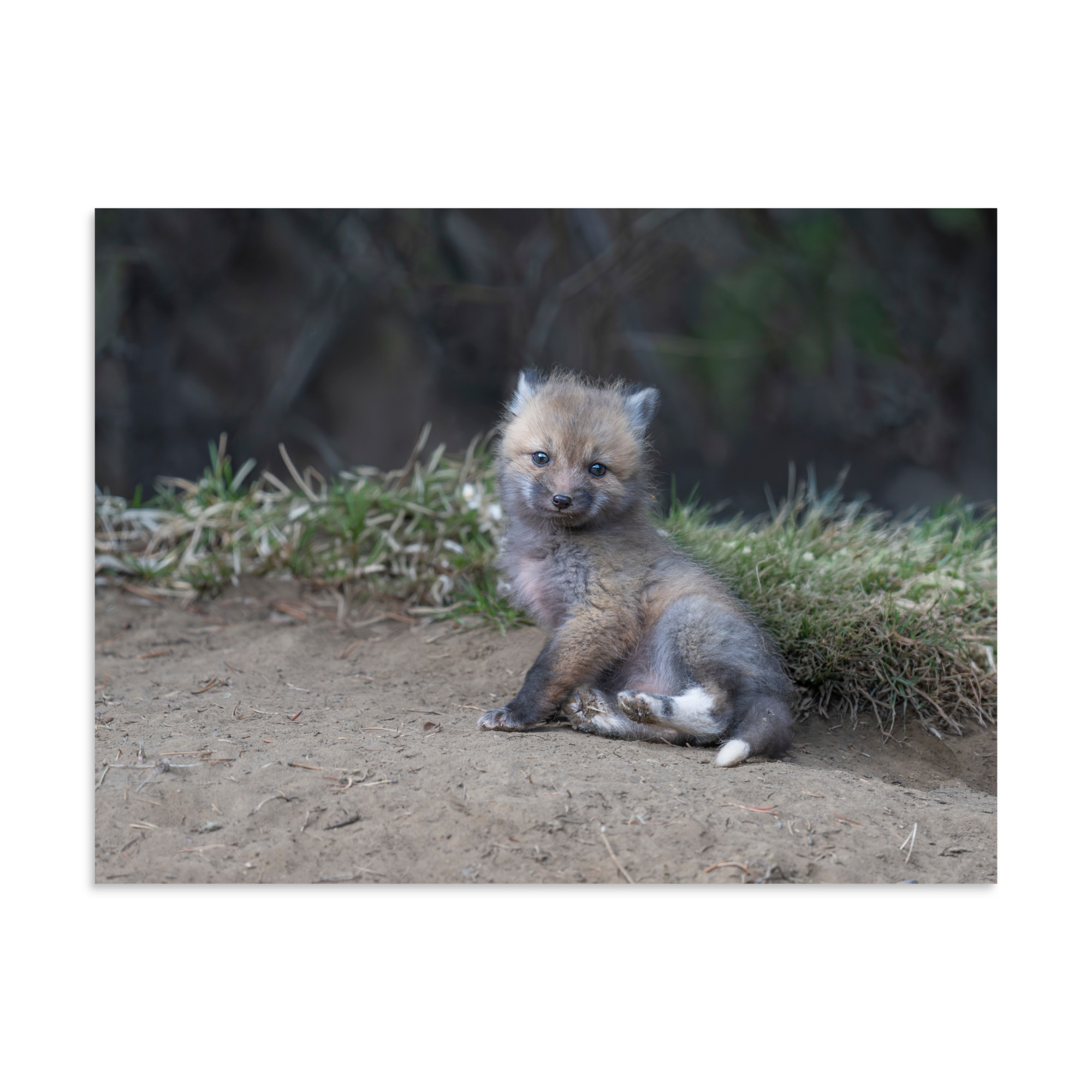 Guarding Den Baby Red fox! Photo paper poster - Image 21