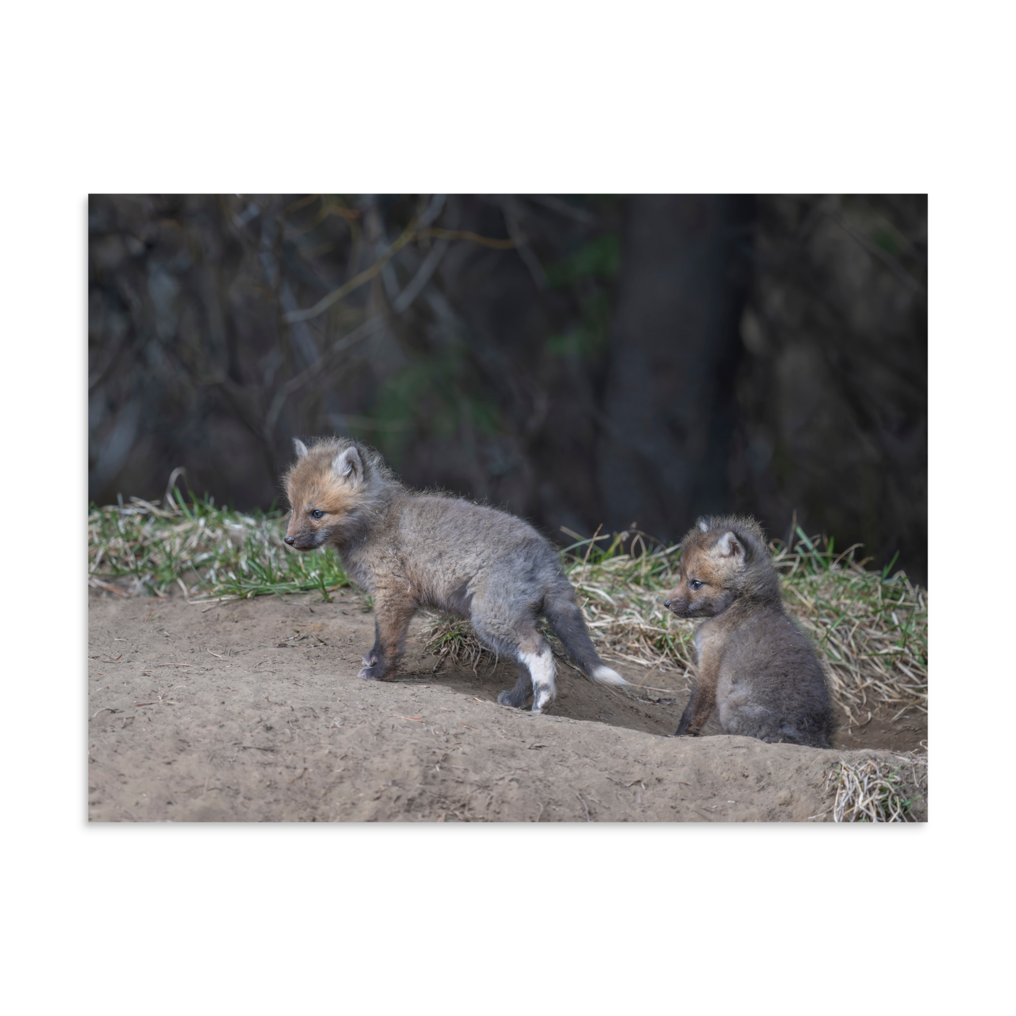 Play Time Baby Red fox! Photo paper poster - Image 21