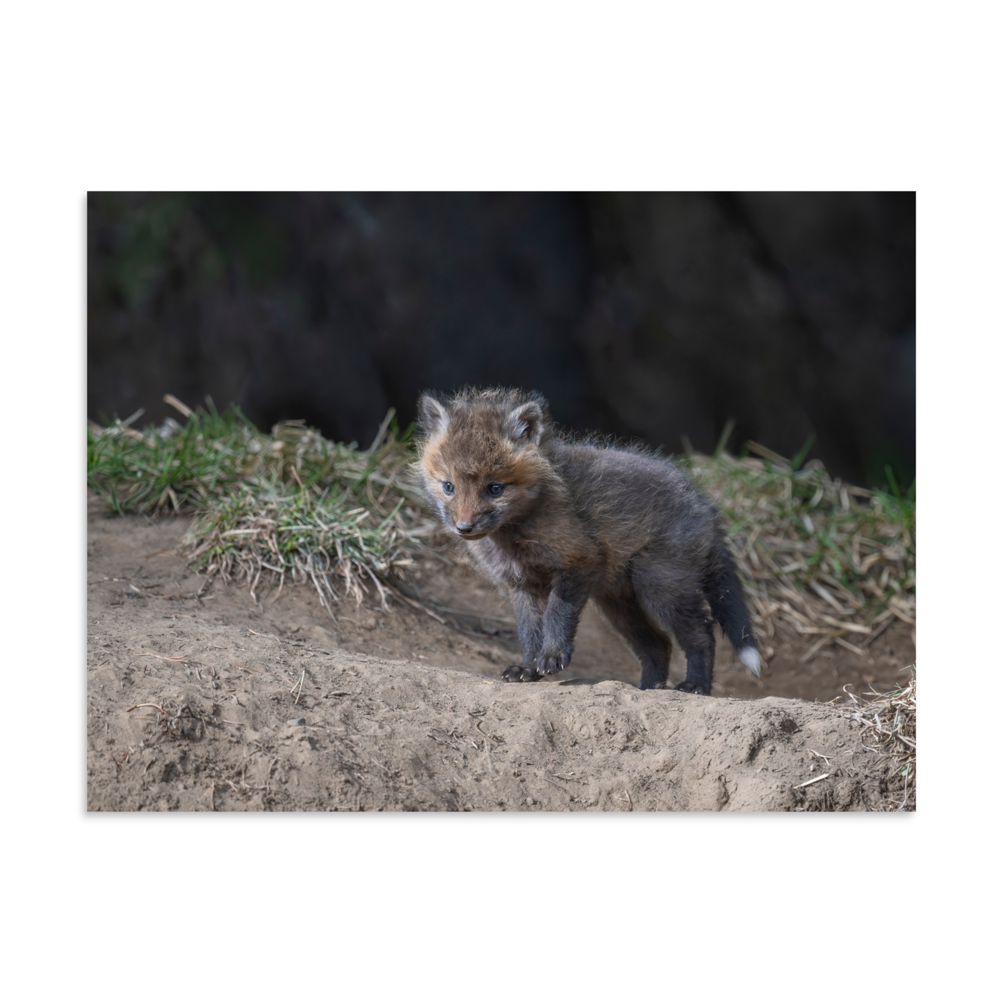 Just checking Baby Red fox! Photo paper poster - Image 21
