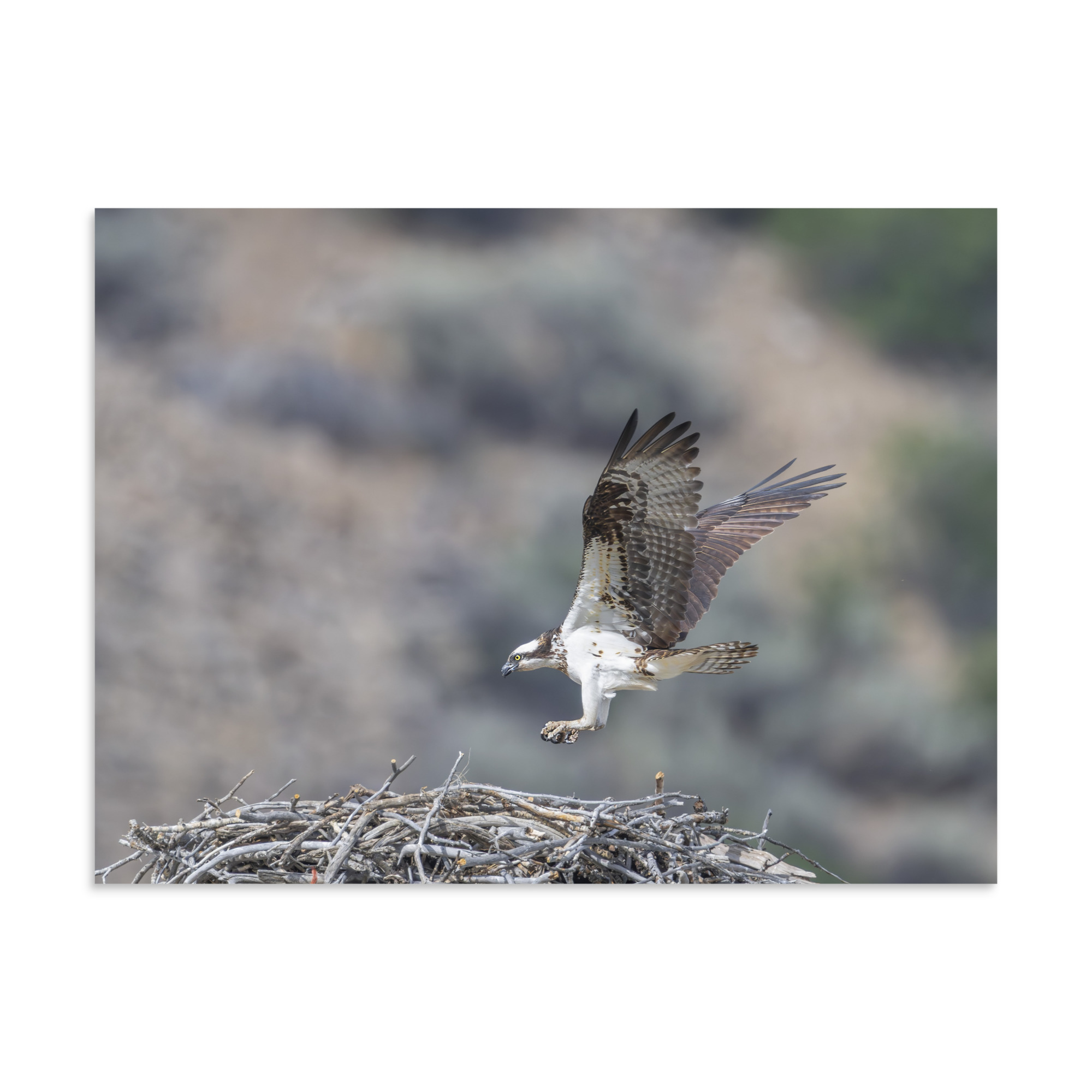 Osprey Landing on its nest! Photo paper poster - Image 21