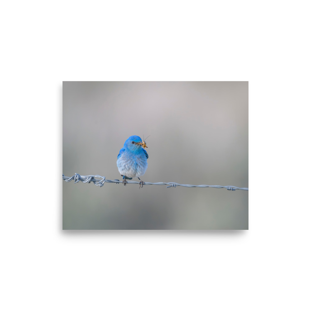 Mountain Blue Bird! Photo paper poster - Image 21