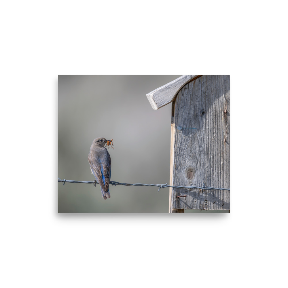 Mama Mountain bluebird with food! Photo paper poster - Image 20